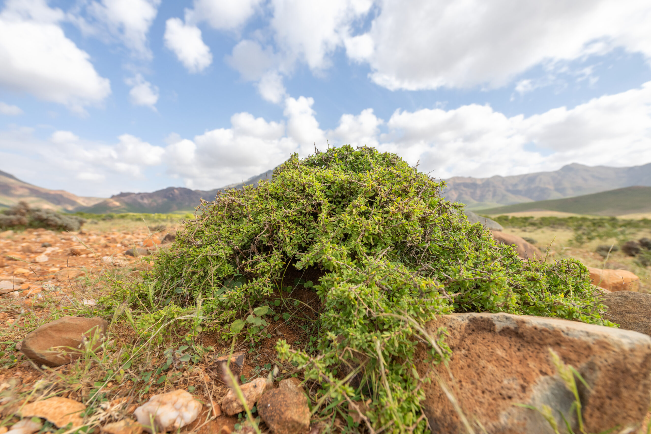 Lycium sokotranum