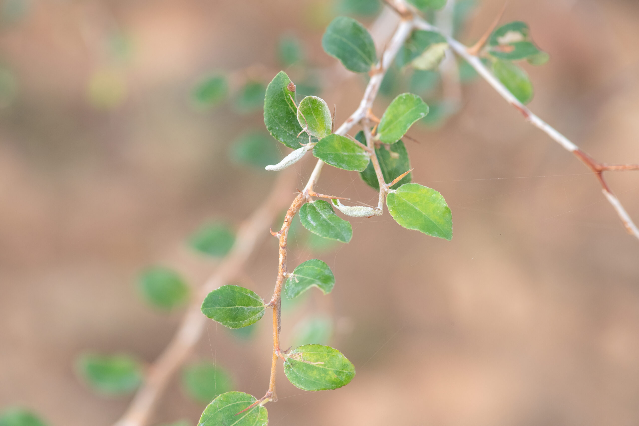 Christ's Thorn Jujube (Ziziphus spina-christi)