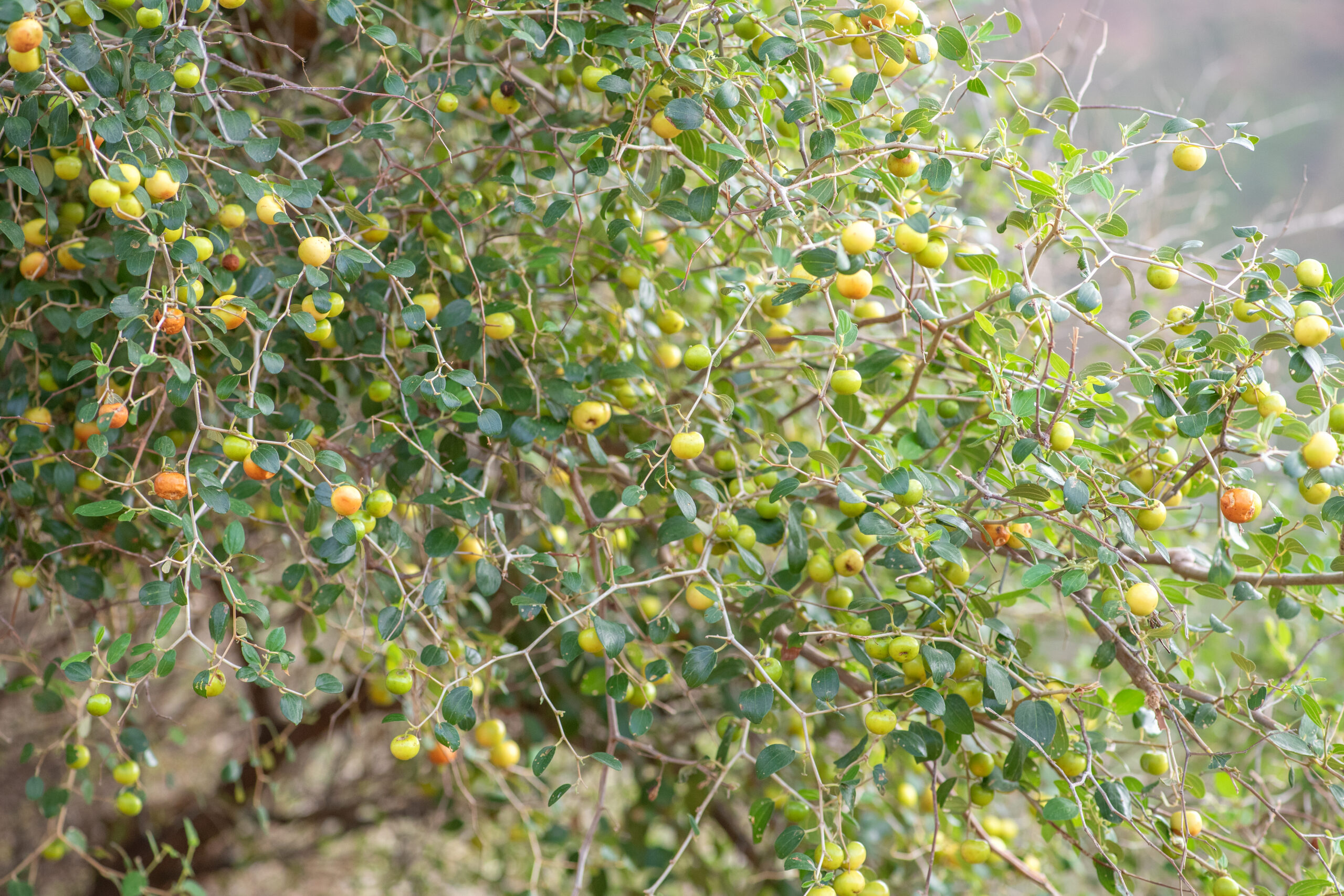 Christ's Thorn Jujube (Ziziphus spina-christi)