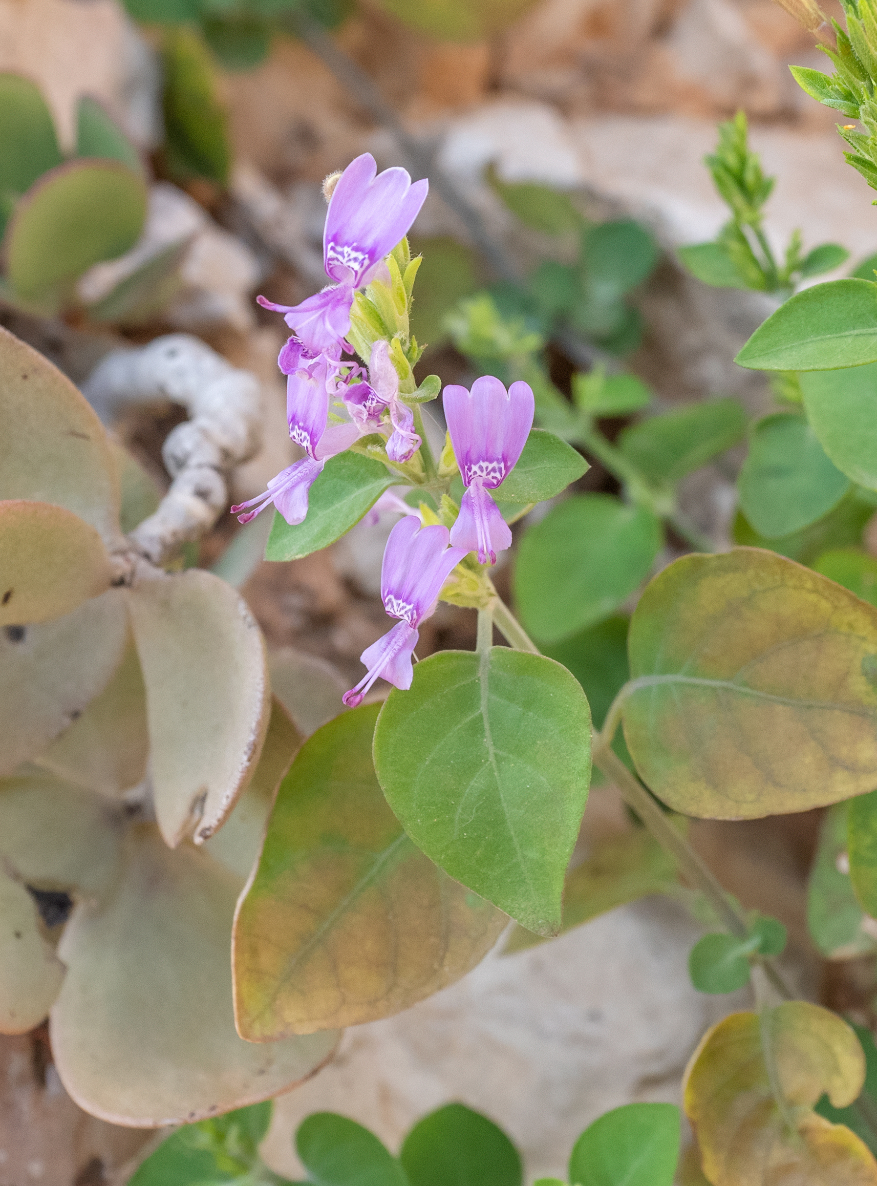 Hypoestes pubescens