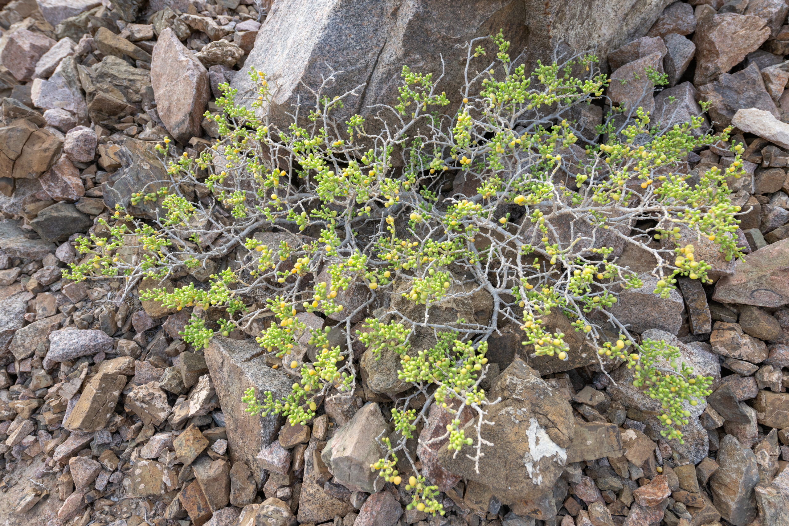 Zygophyllum qatarense