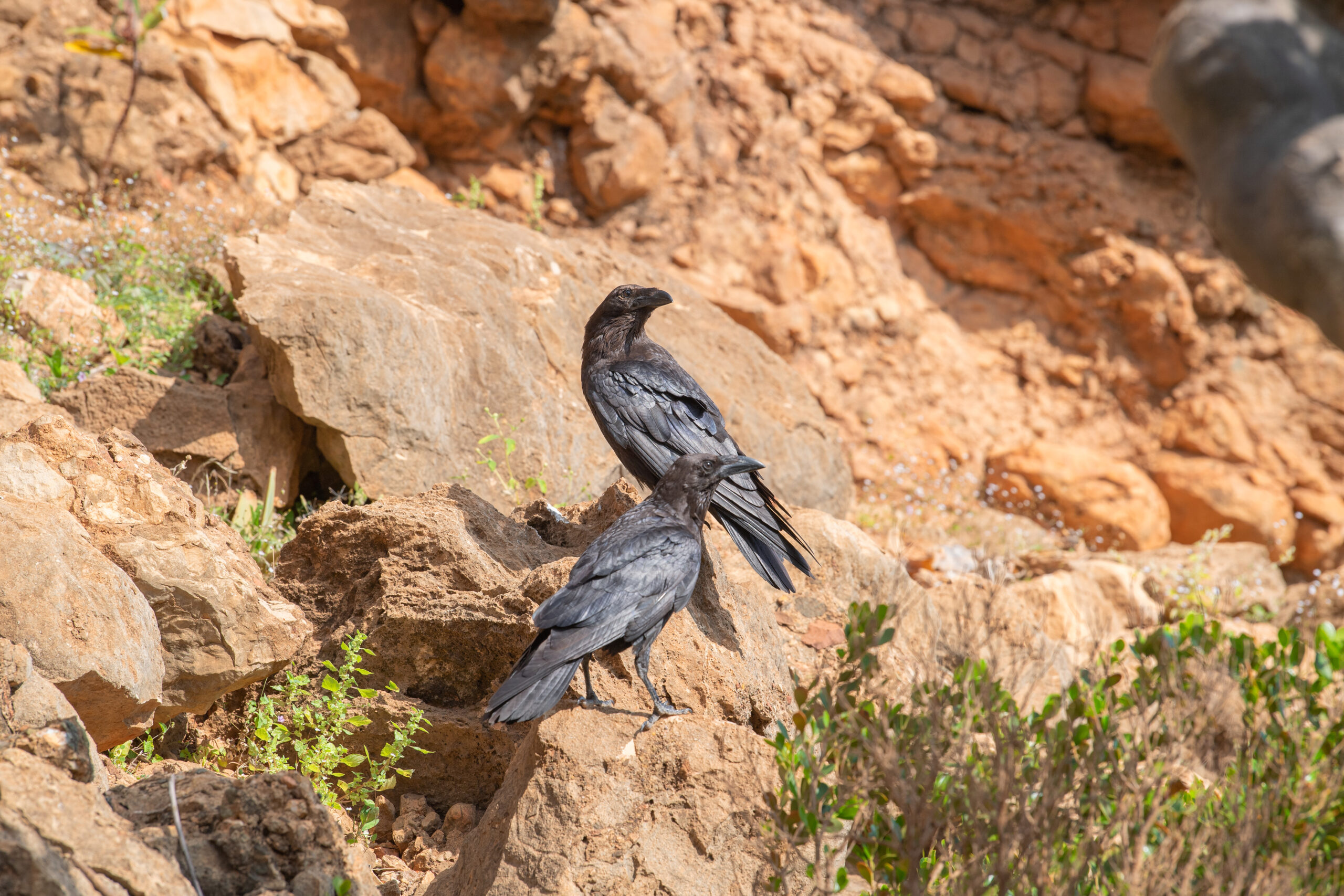 Brown-necked Raven (Corvus ruficollis)