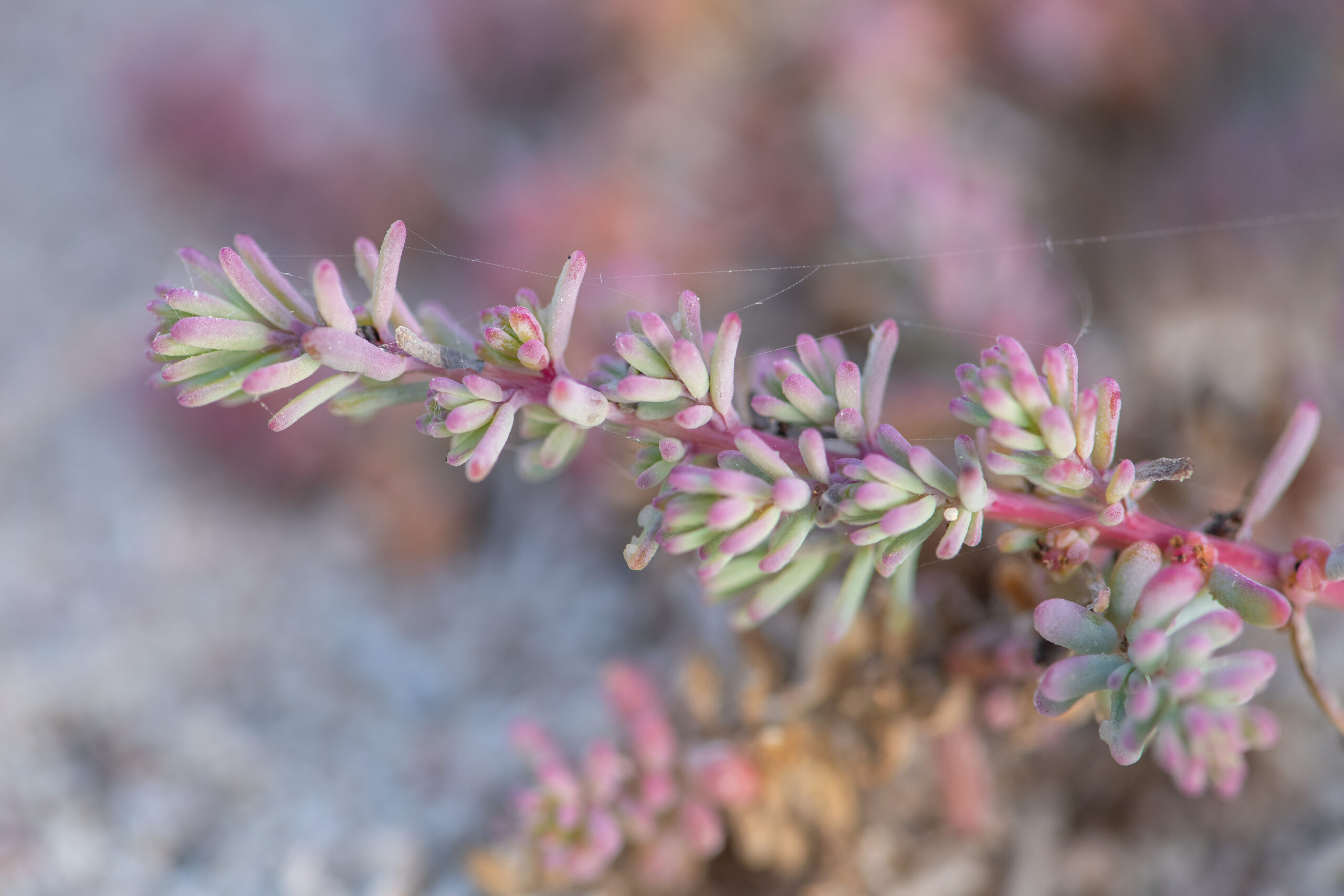 Arabian Jointed Glasswort (Suaeda vermiculata)
