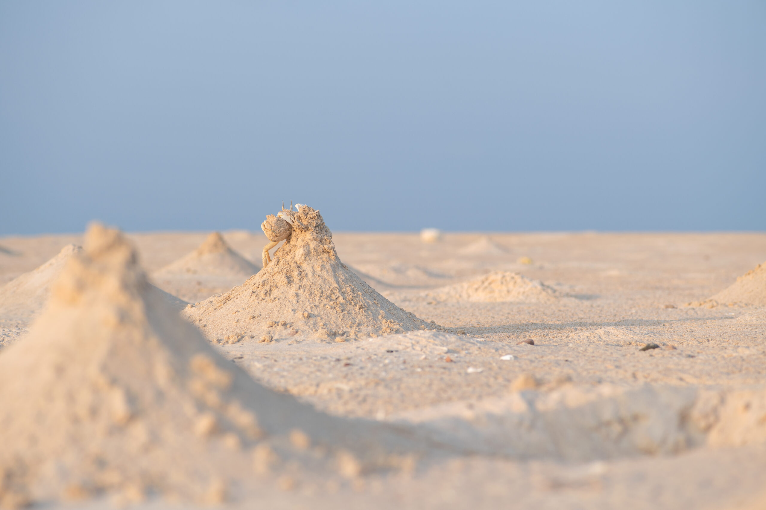 Red Sea Ghost Crab (Ocypode saratan)