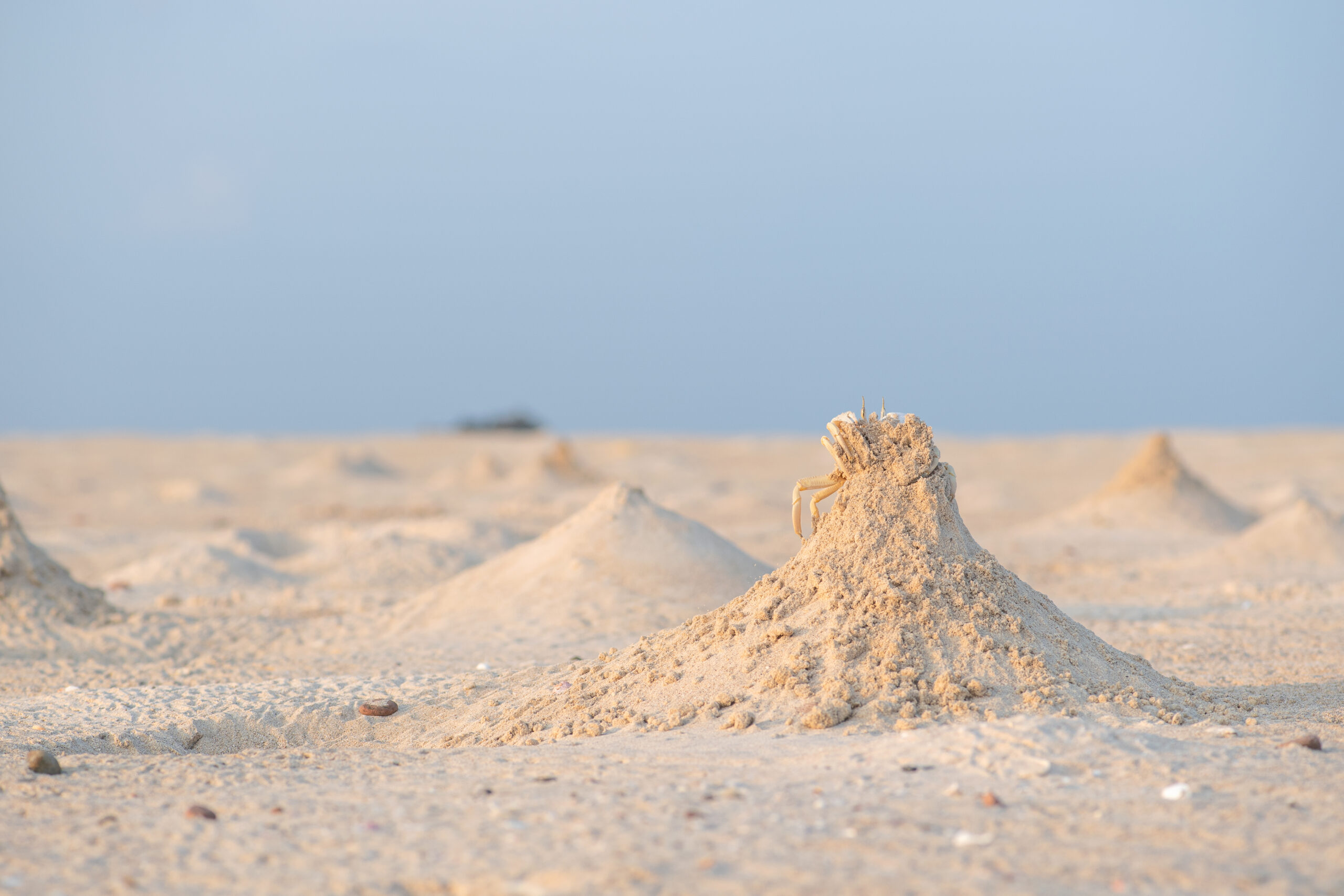 Red Sea Ghost Crab (Ocypode saratan)