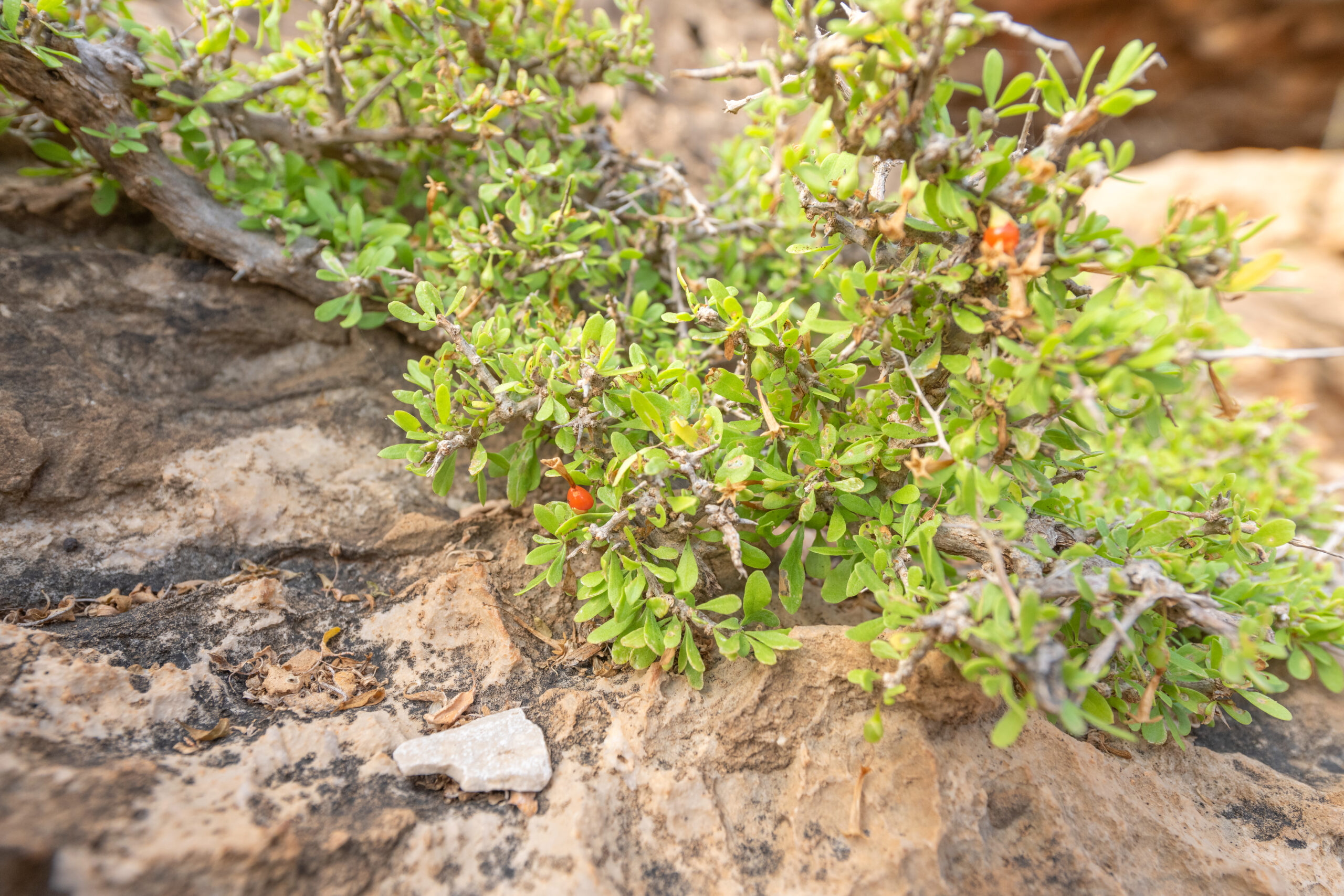 Lycium sokotranum