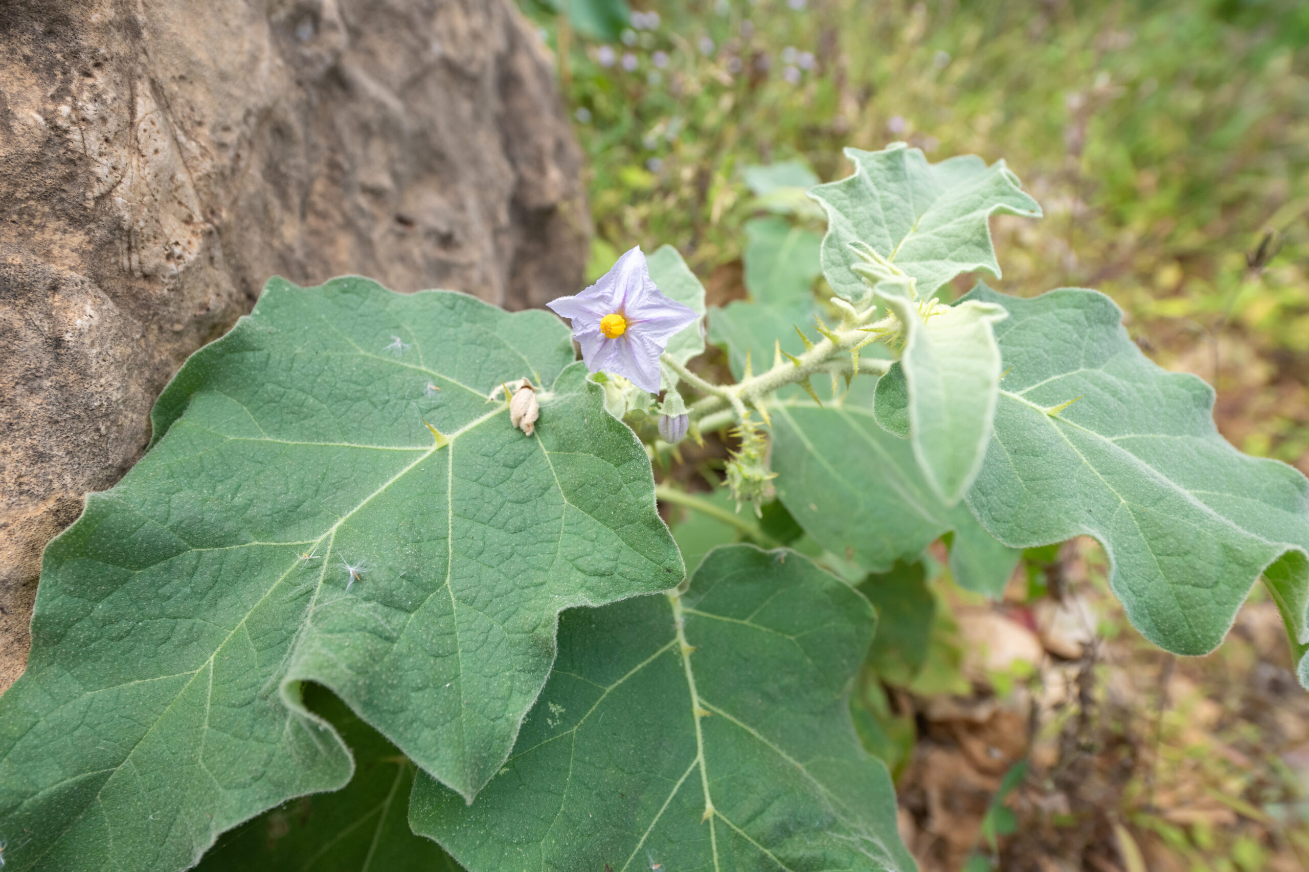 Bitter Tomato (Solanum incanum)