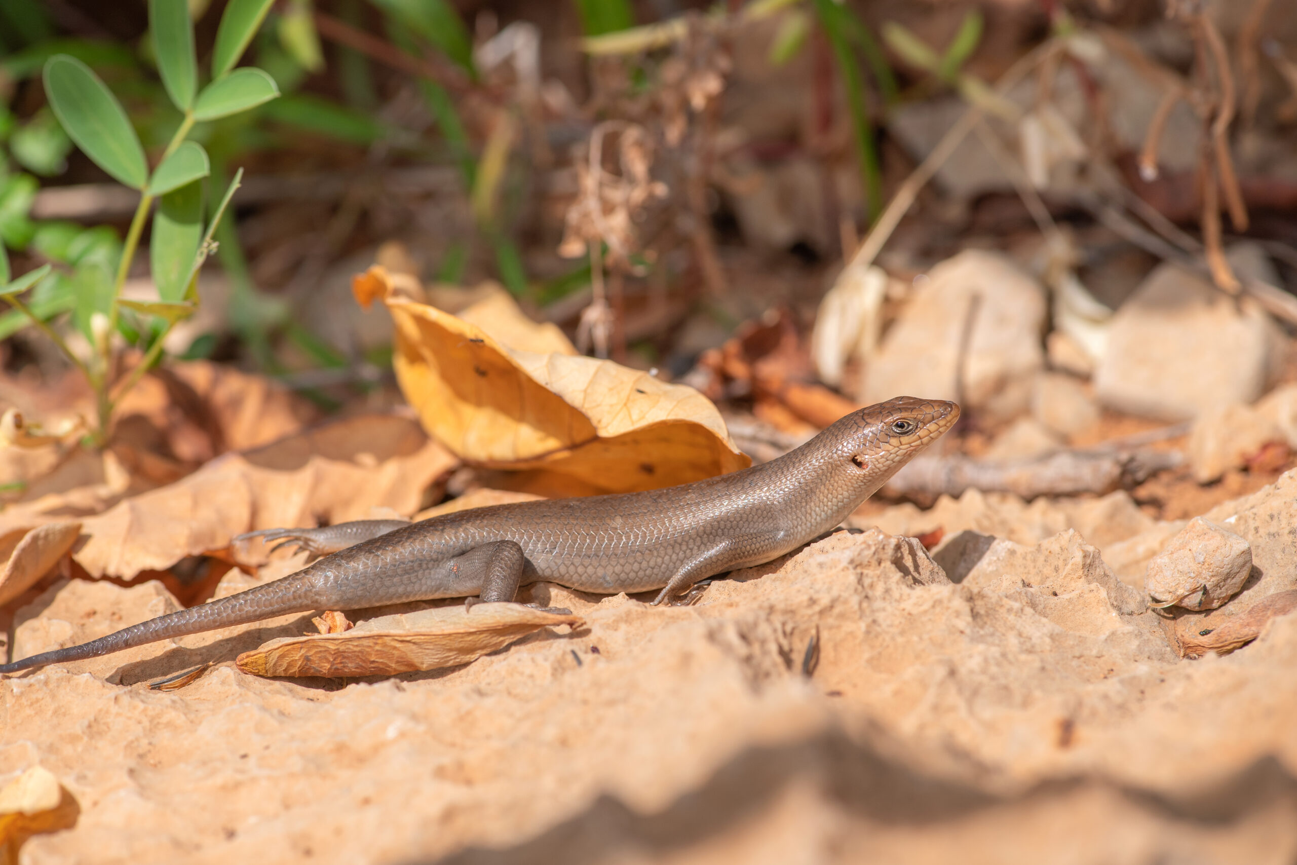 Socotra Mabuya (Trachylepis socotrana)
