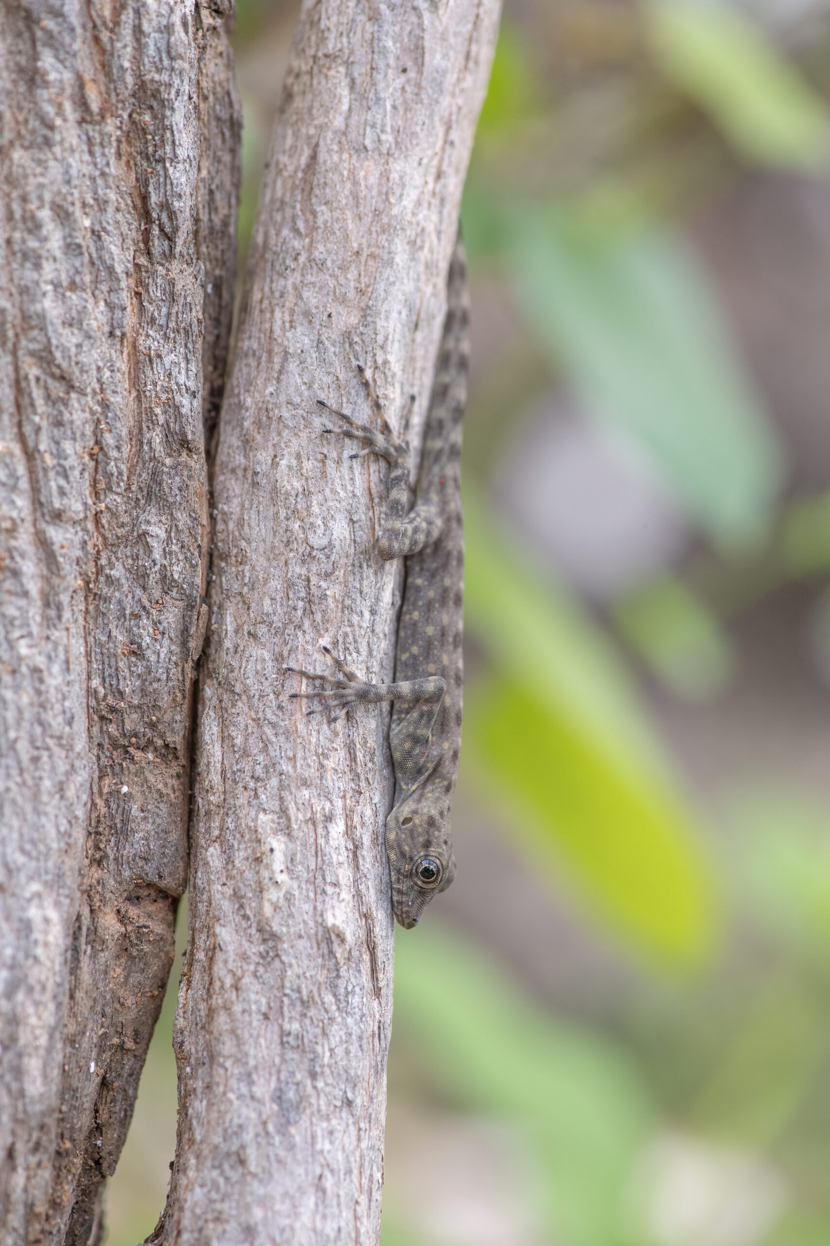 Blanford's Rock Gecko (Pristurus insignis)