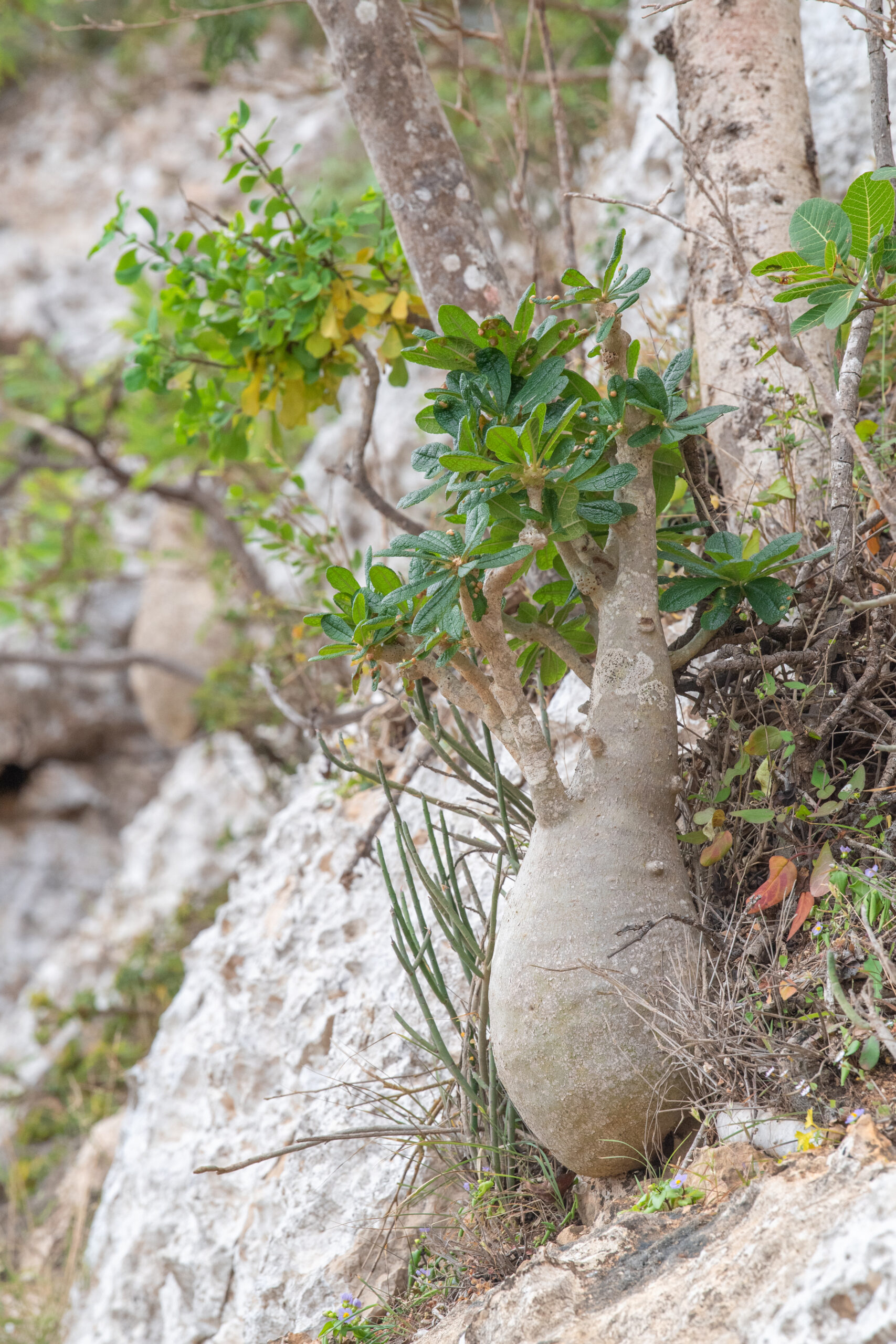Socotran Fig (Dorstenia gigas)