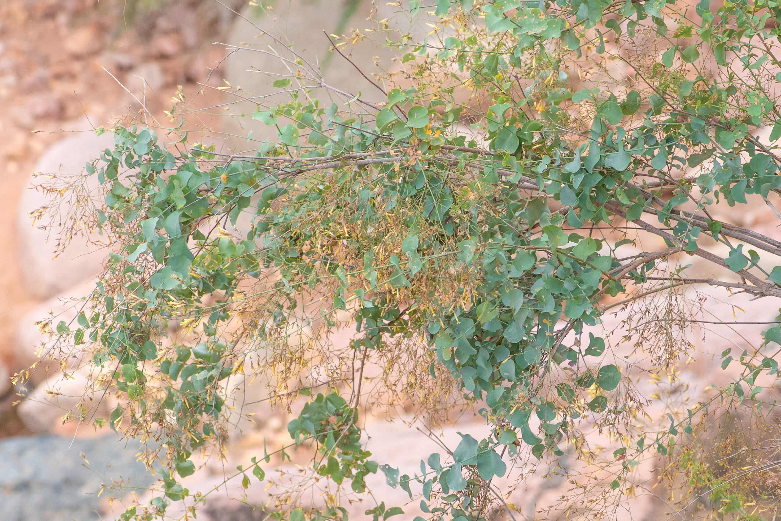Plumbago socotrana