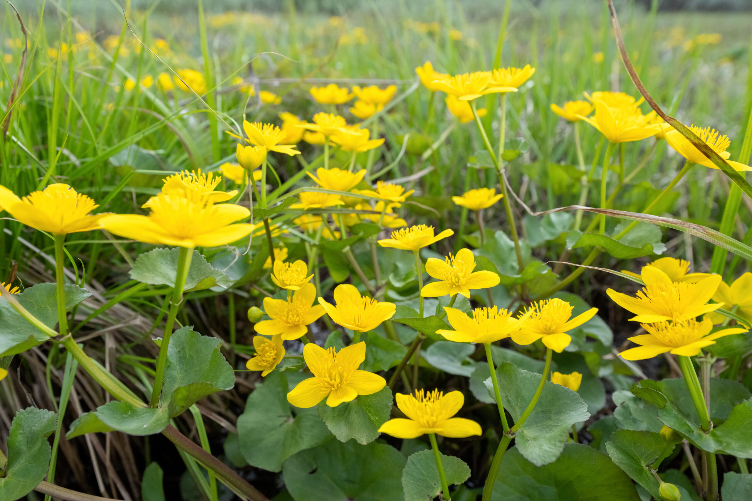 Bekkeblom (Caltha palustris)