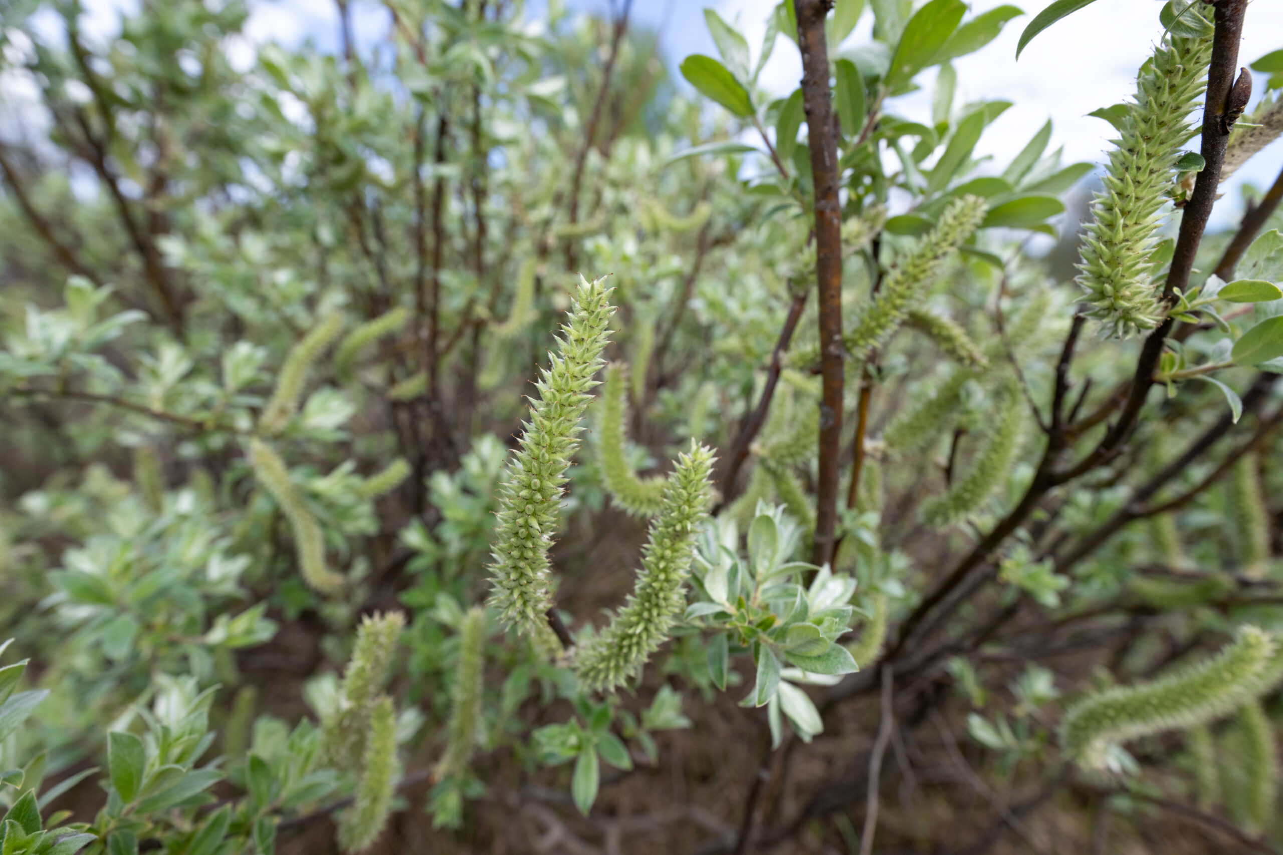 Myrvier (Salix glauca)