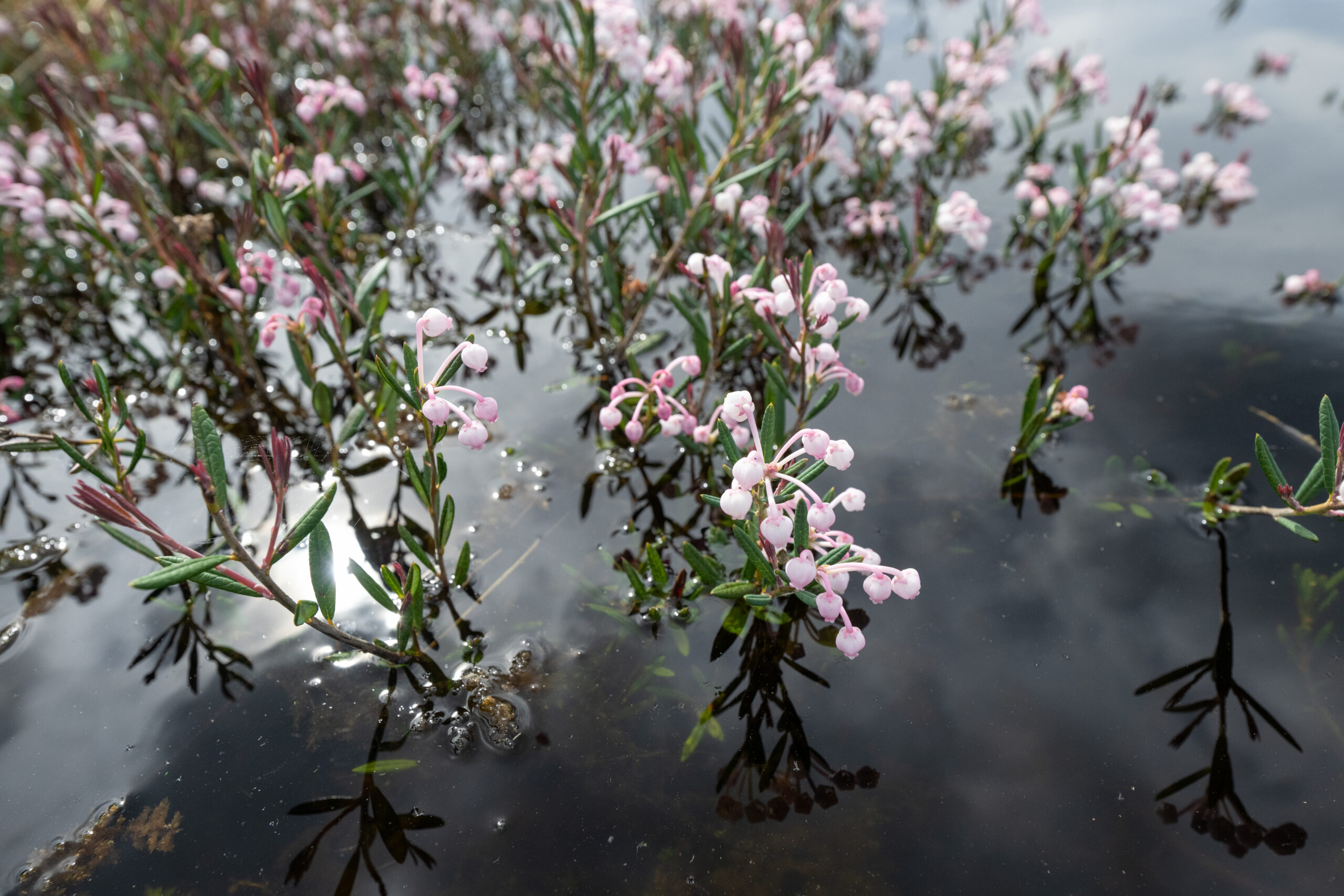 Hvitlyng (Andromeda polifolia)