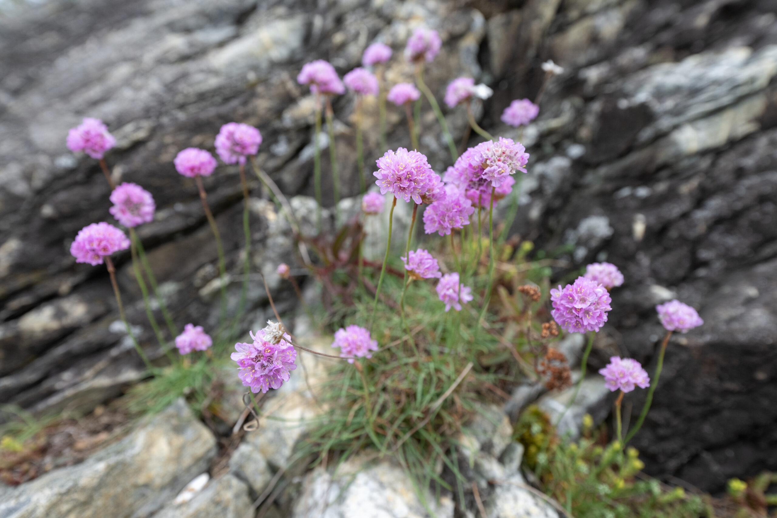 Strandnellik (Armeria maritima)