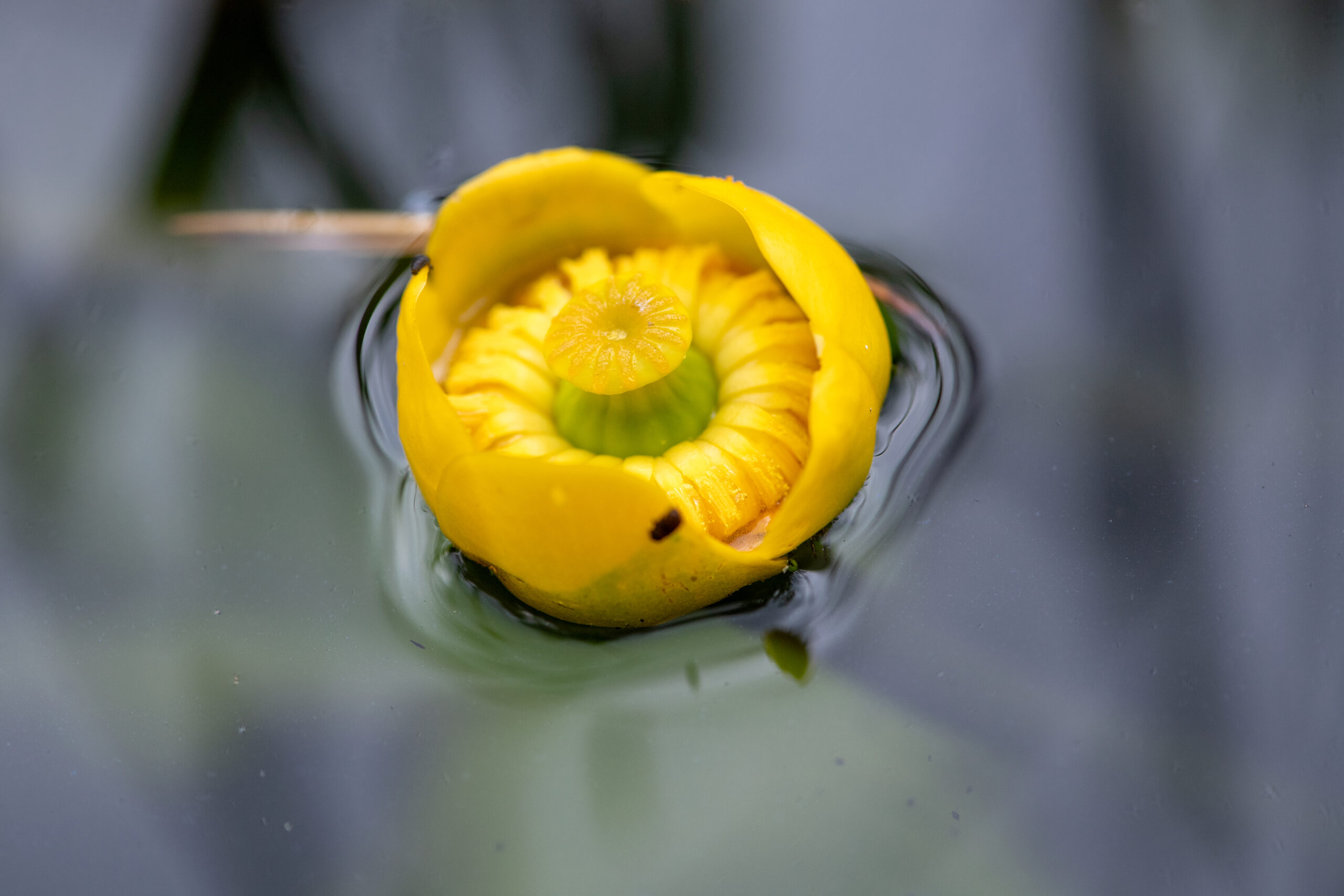 Gul nøkkerose (Nuphar lutea)