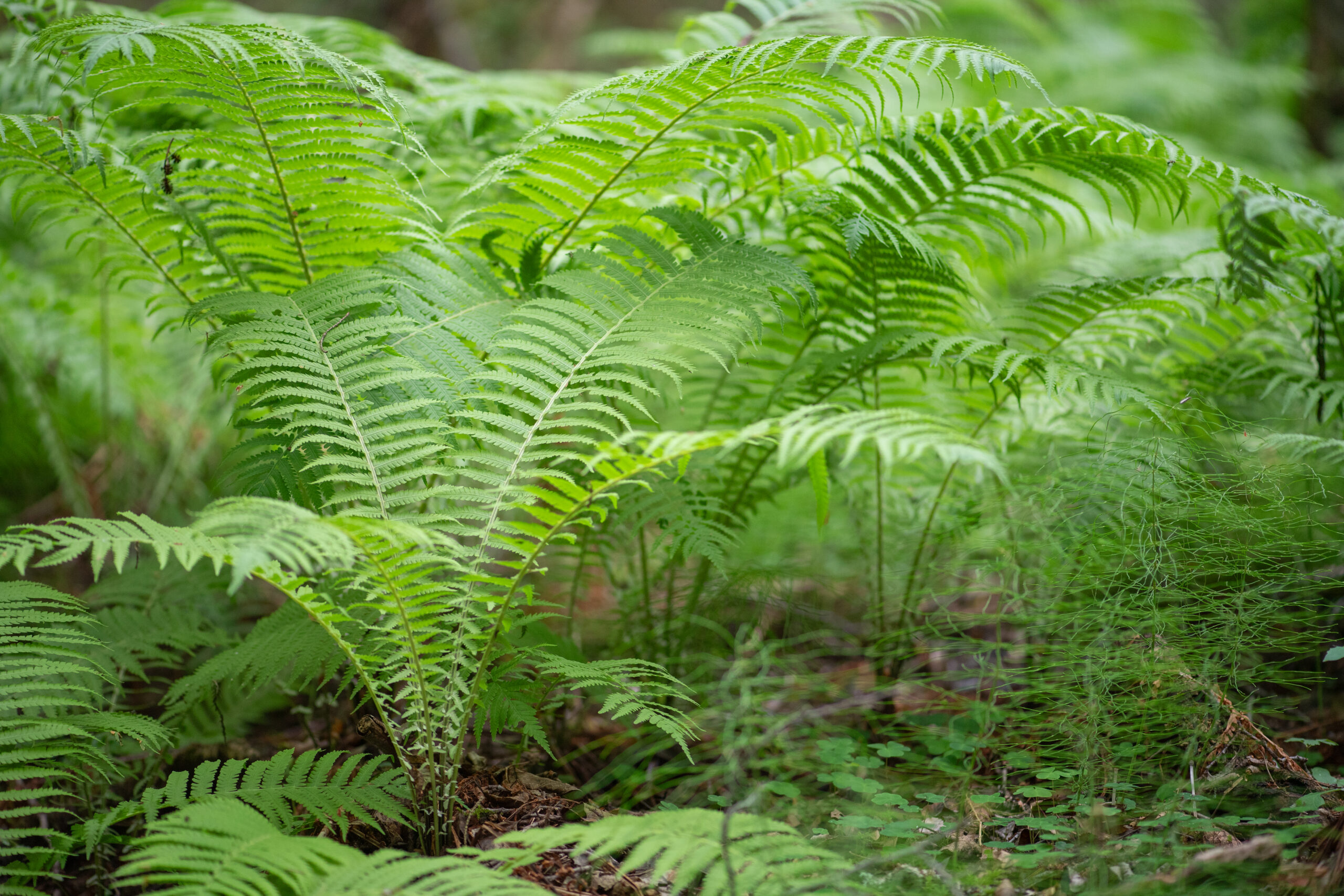 Strutseving (Matteuccia struthiopteris)