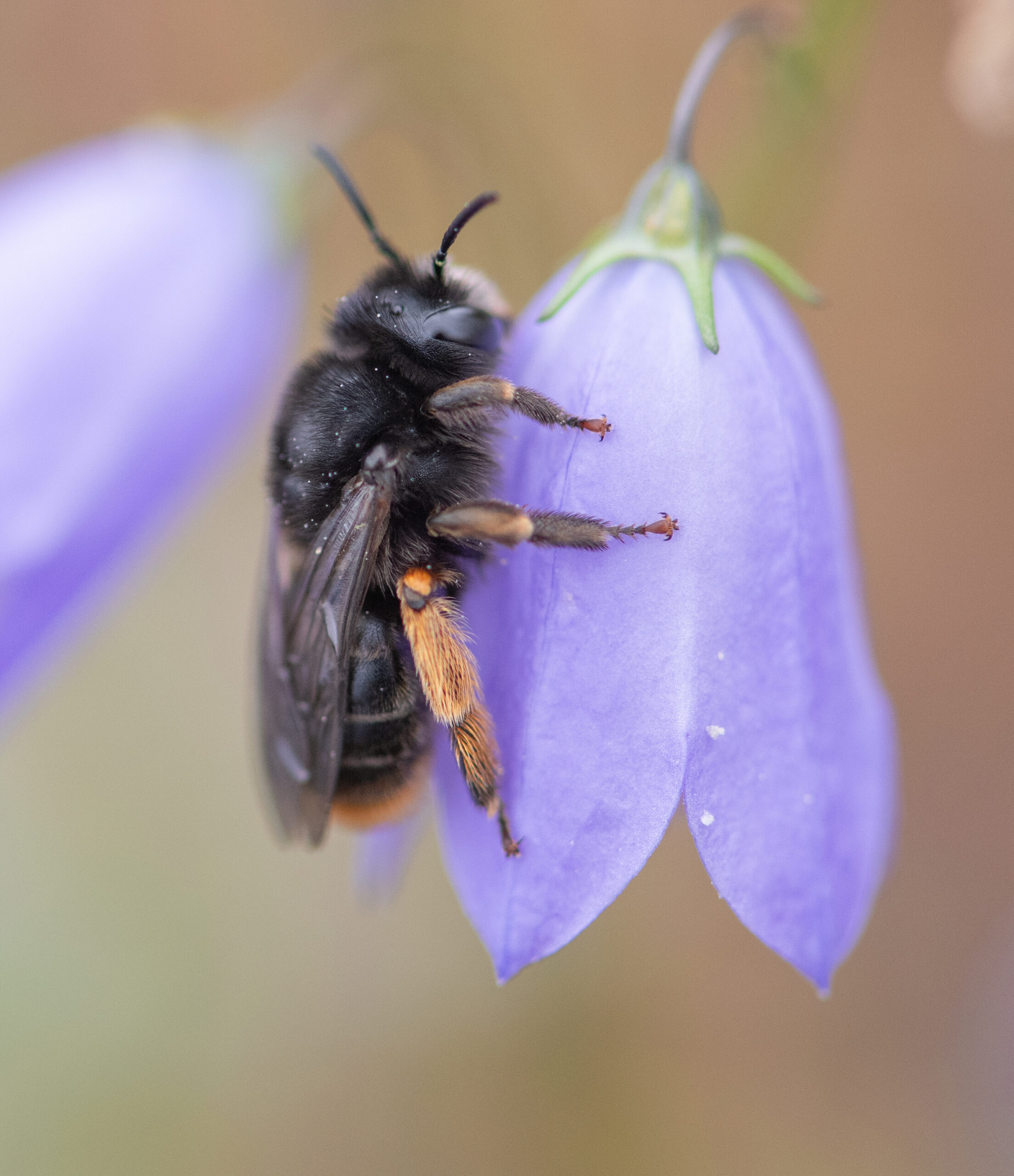 Blåklokkebie (Melitta haemorrhoidalis)