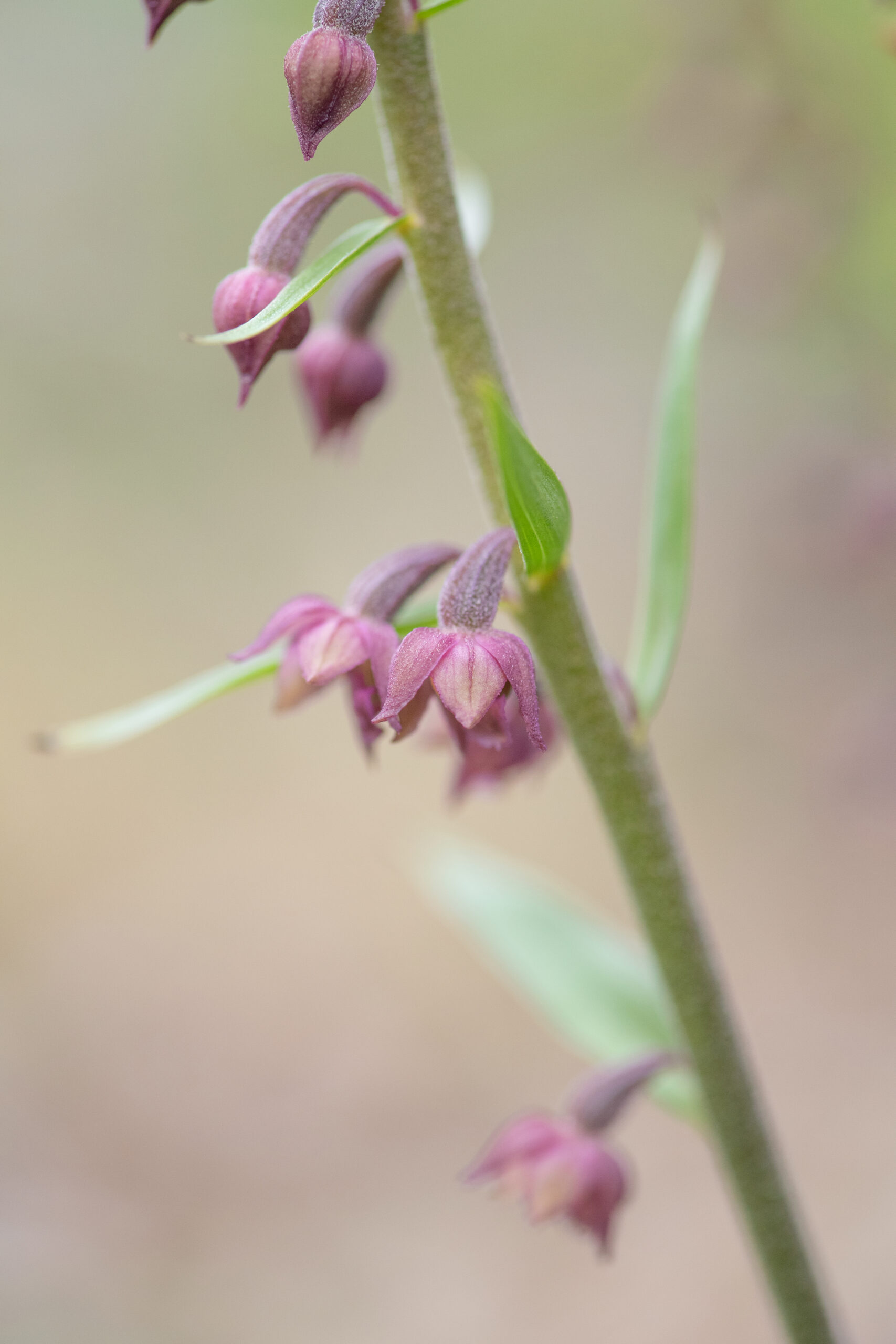Rødflangre (Epipactis atrorubens)