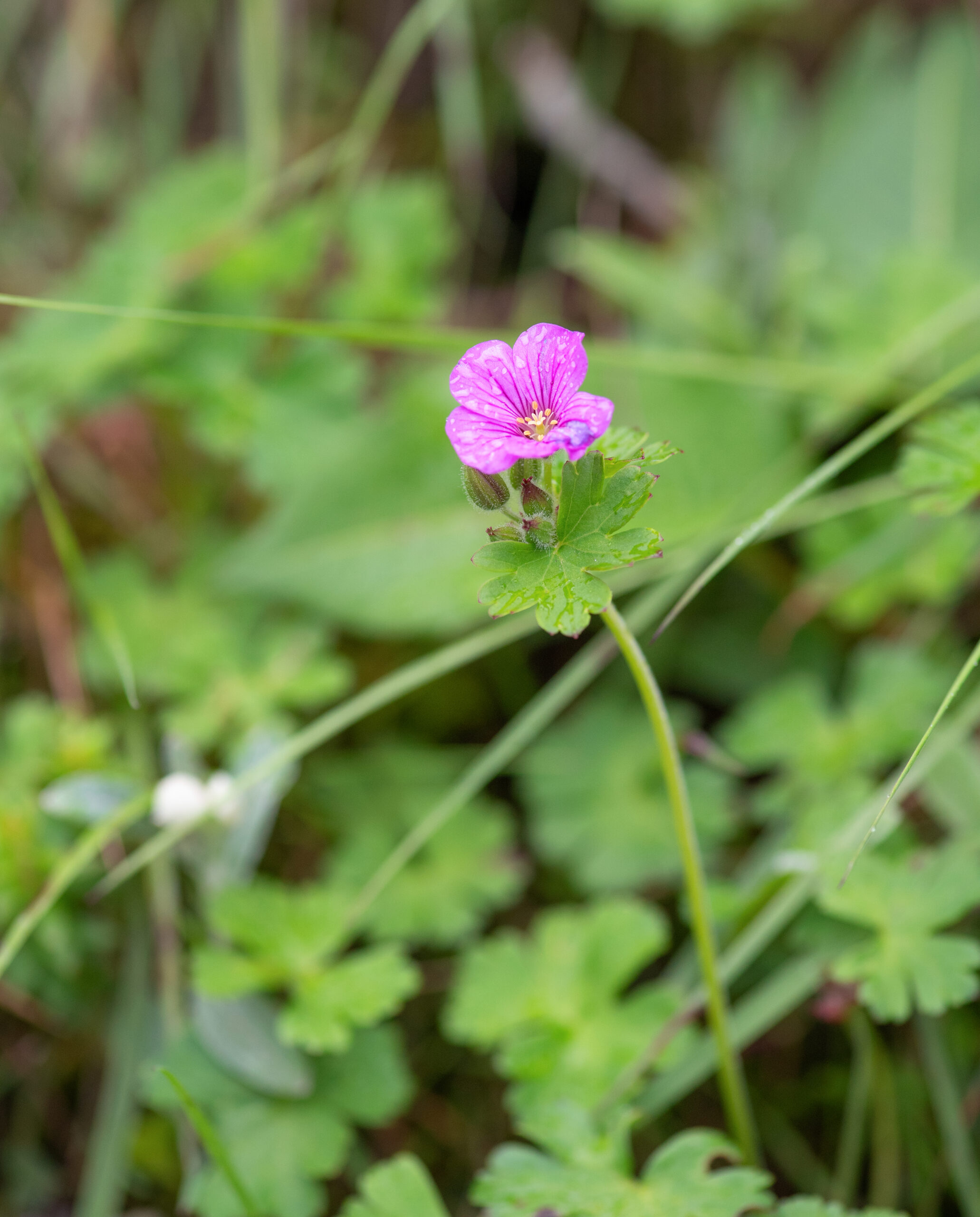 Sikkim plant (Geranium)