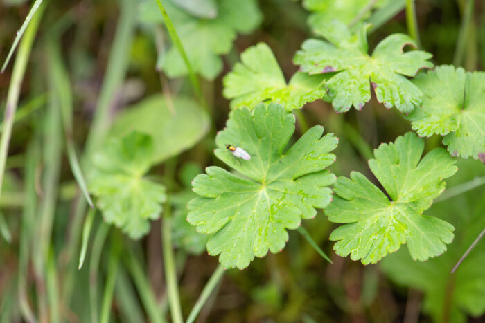Sikkim plant…</p><hr class=