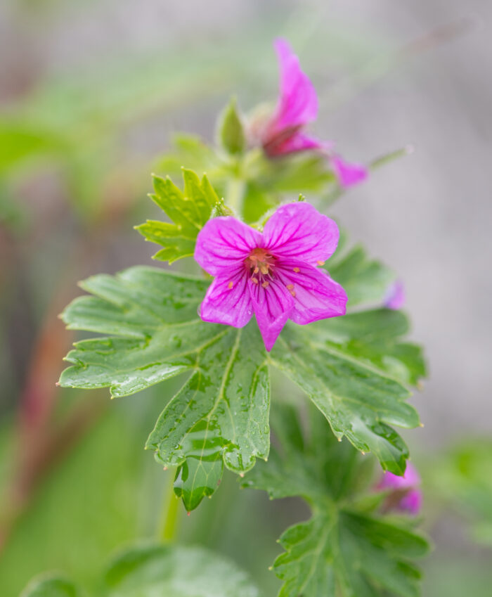 Sikkim plant…</p><hr class=