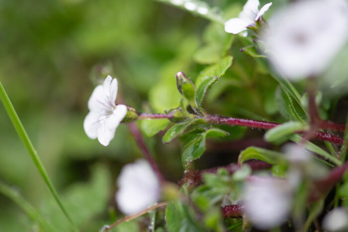 Sikkim plant…</p><hr class=