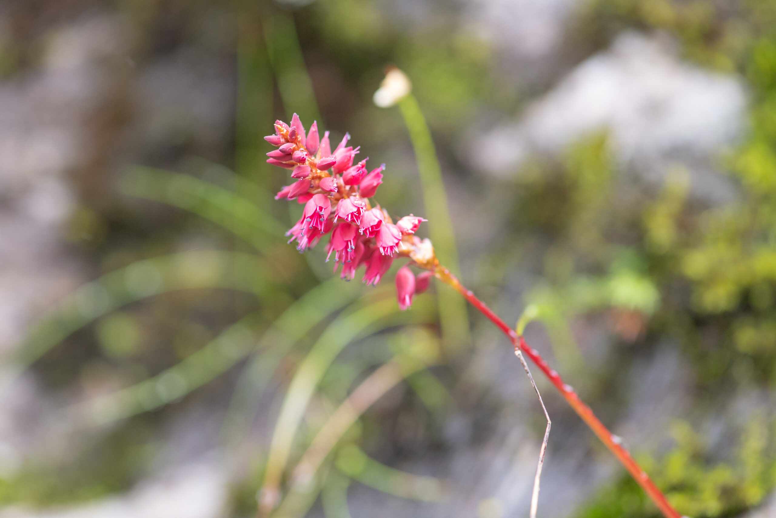 Sikkim plant (Bistorta)
