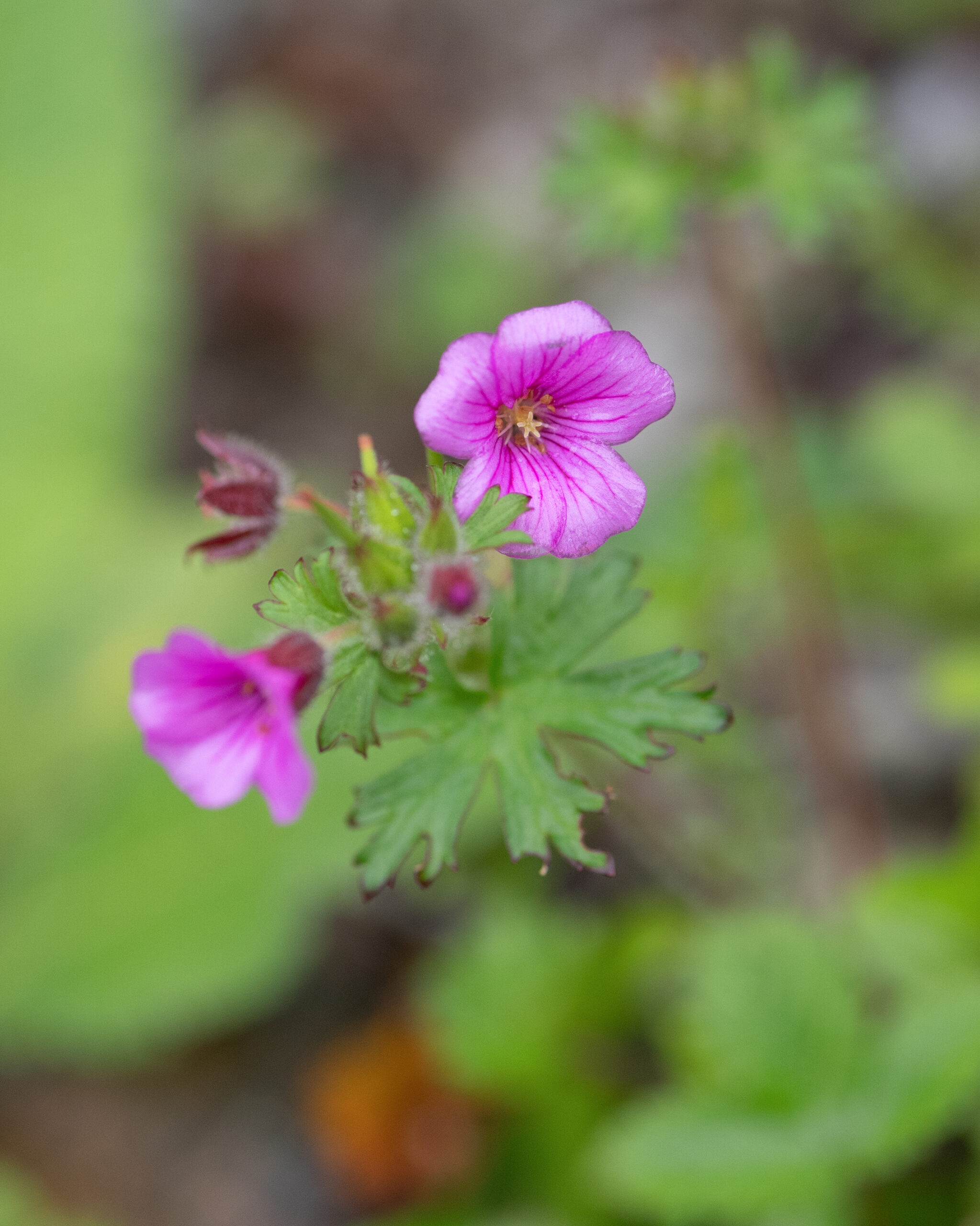 Geranium polyanthes