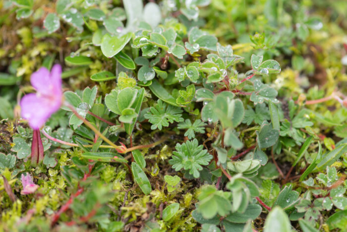 Sikkim plant…</p><hr class=