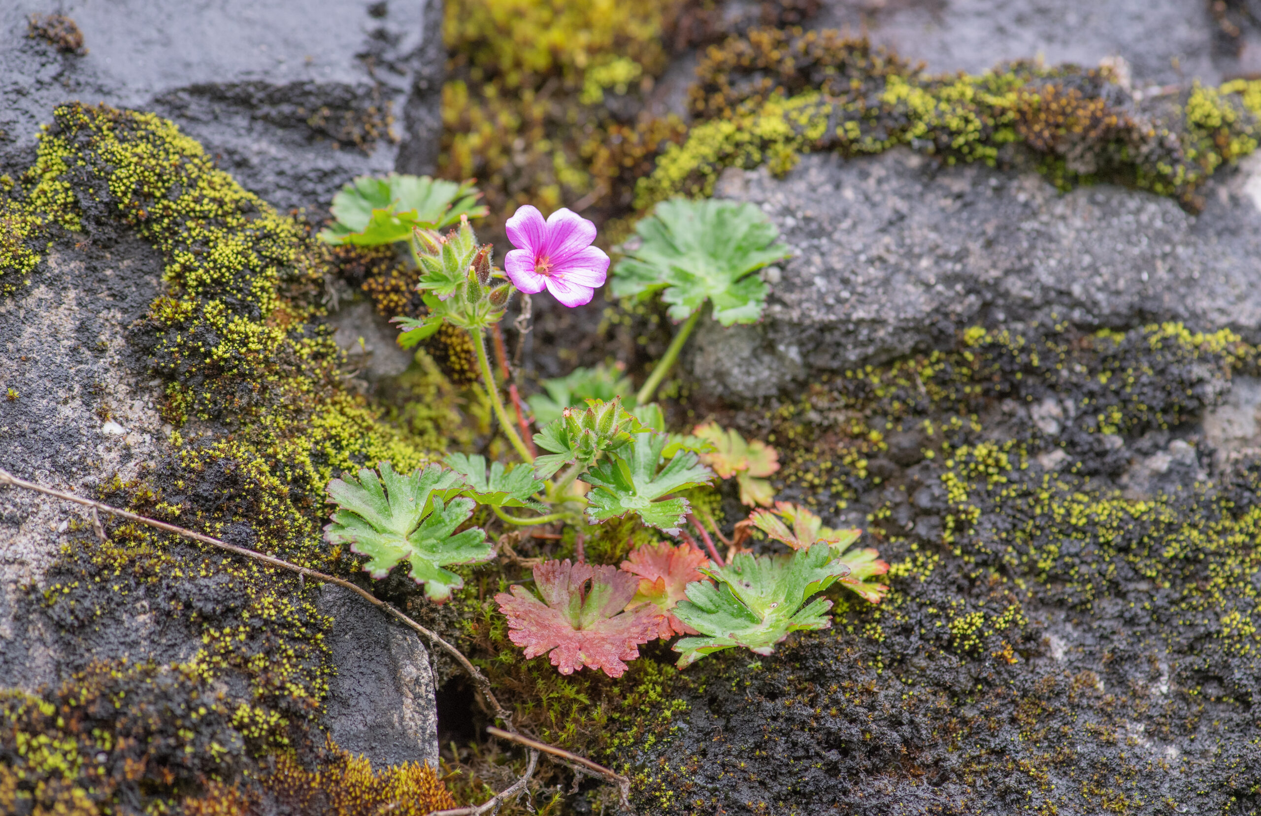Geranium polyanthes