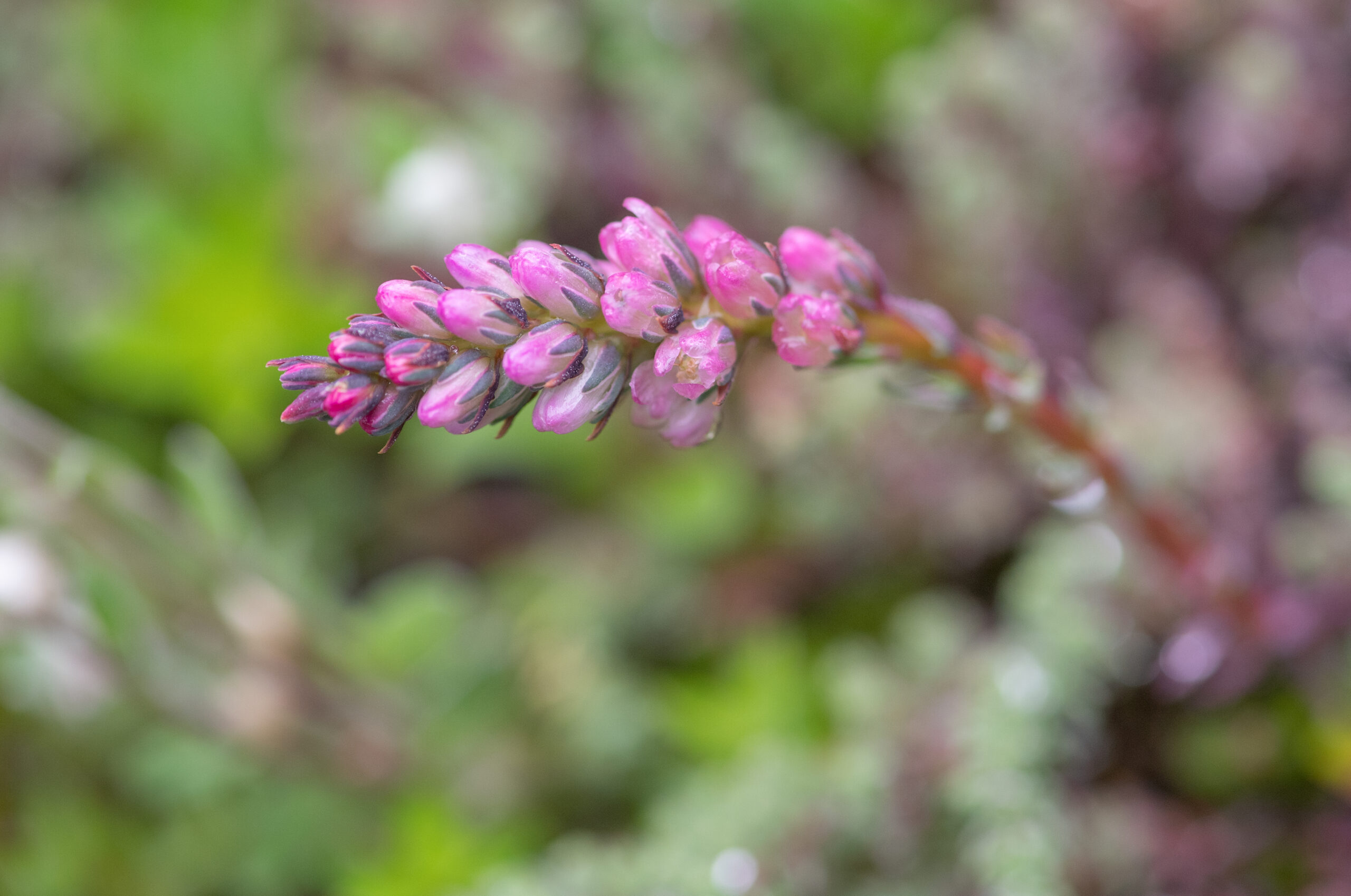 Myricaria rosea
