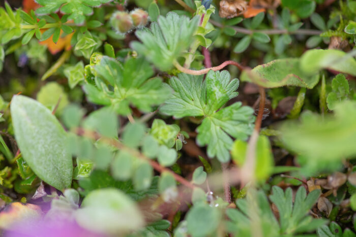 Sikkim plant…</p><hr class=