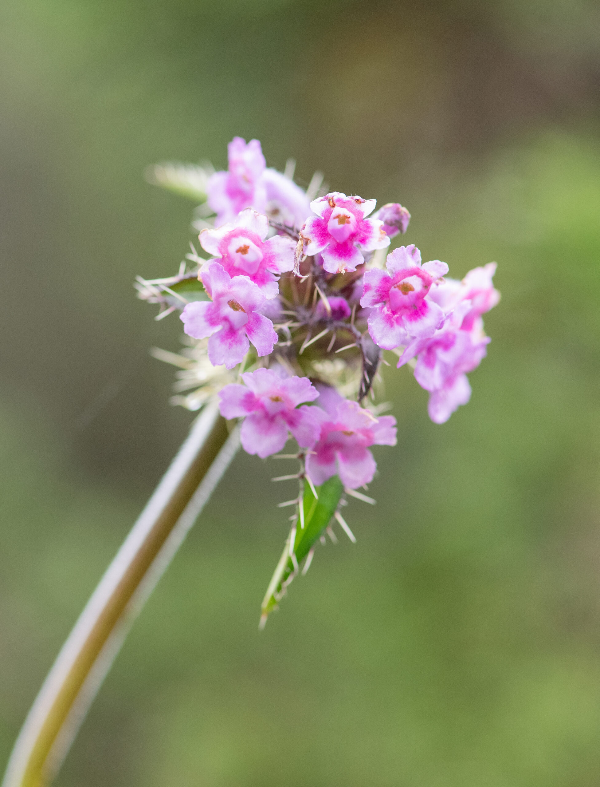 Morina nepalensis