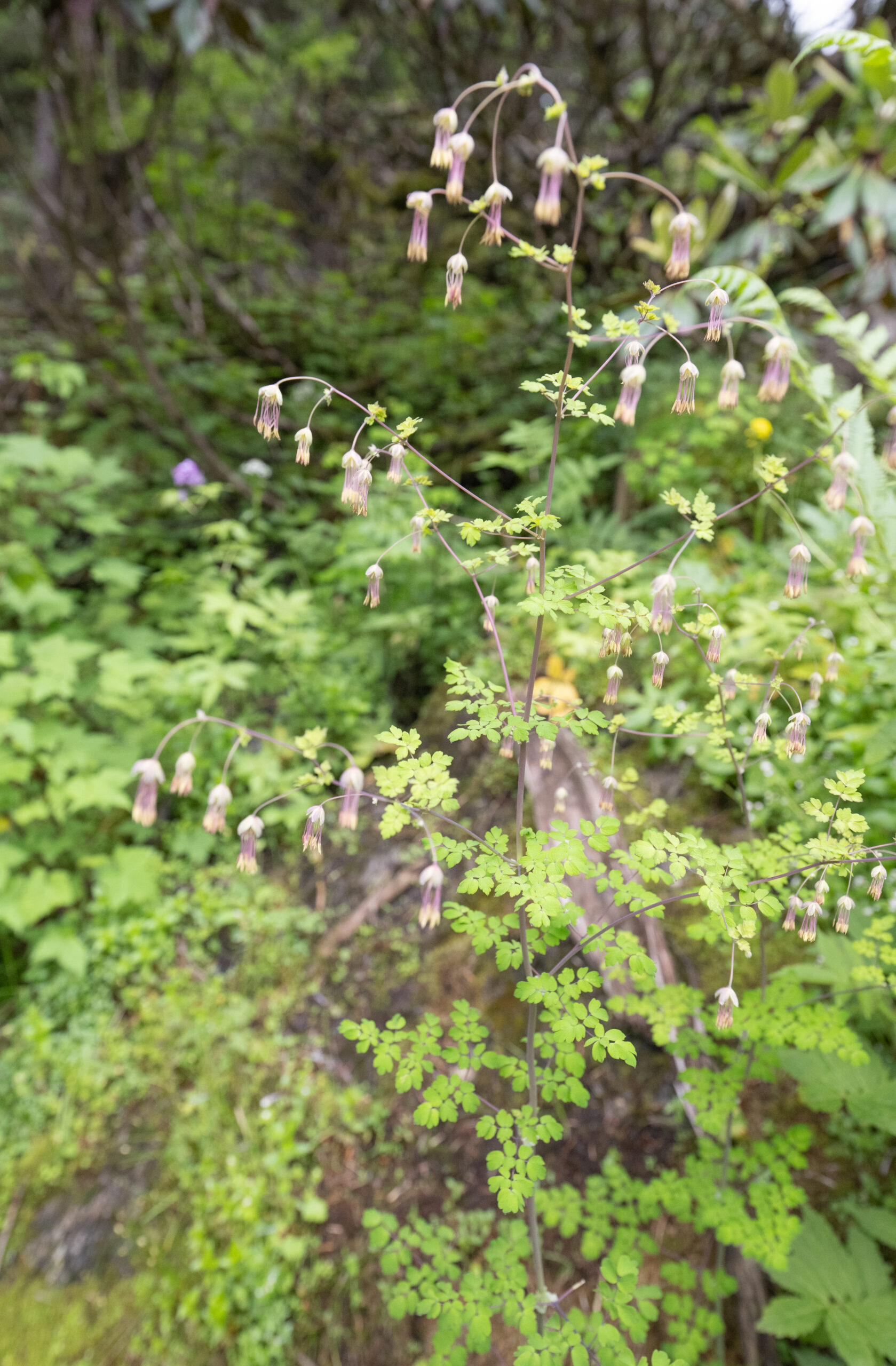 Thalictrum cultratum
