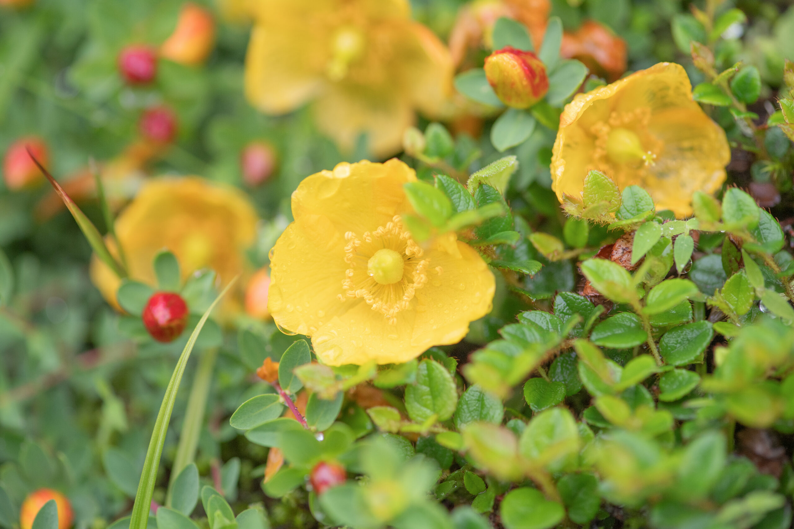 Hypericum reptans