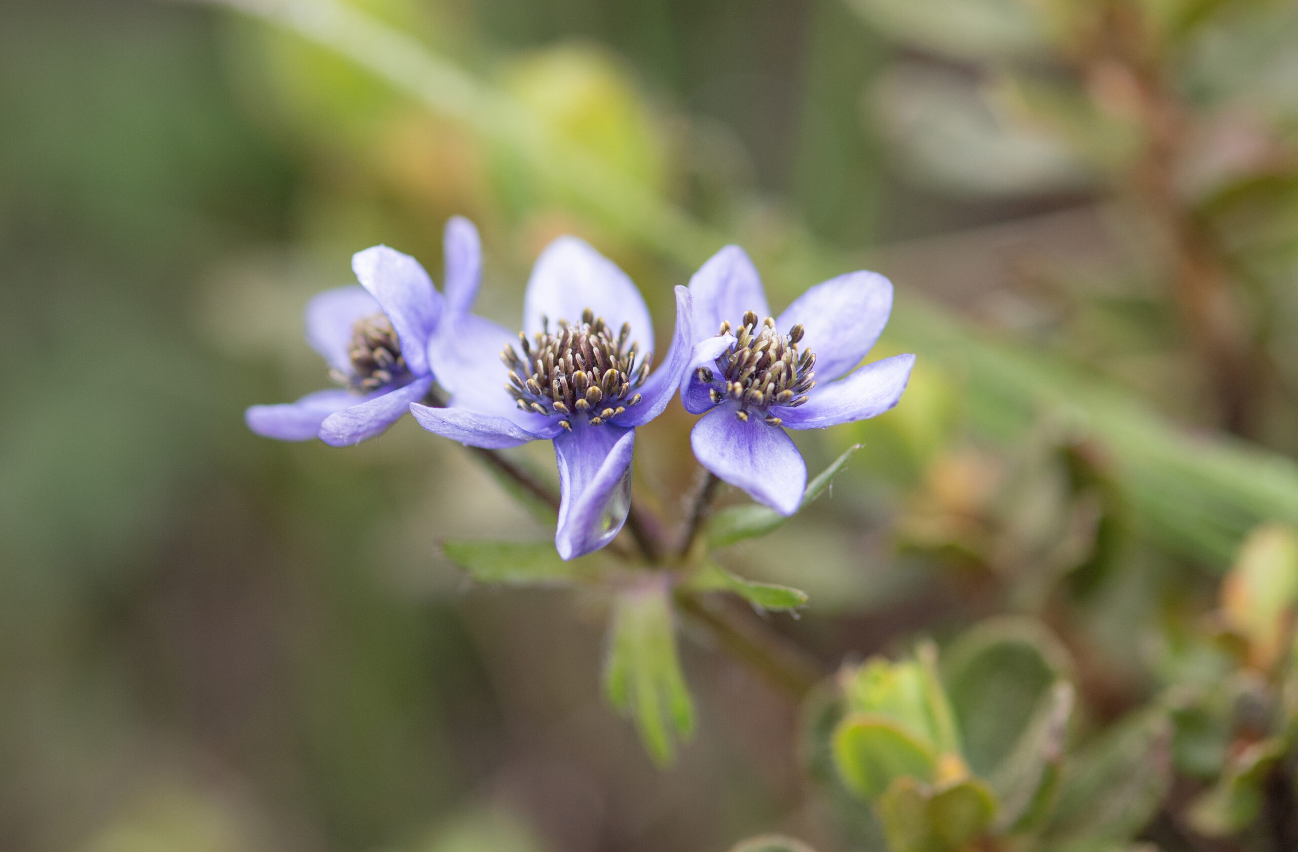 Sikkim plant (Anemone)