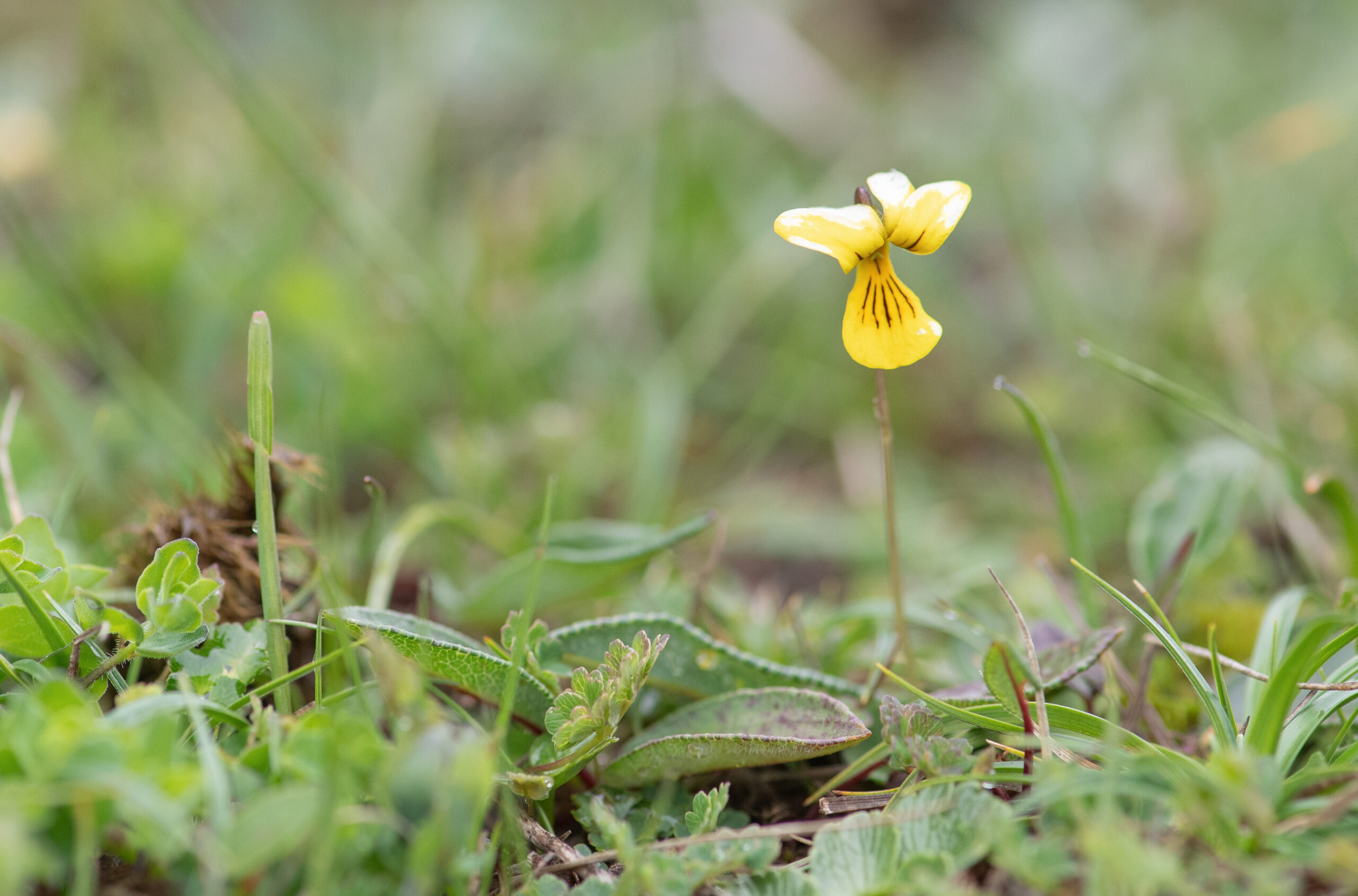 Twoflower Violet (Viola biflora)