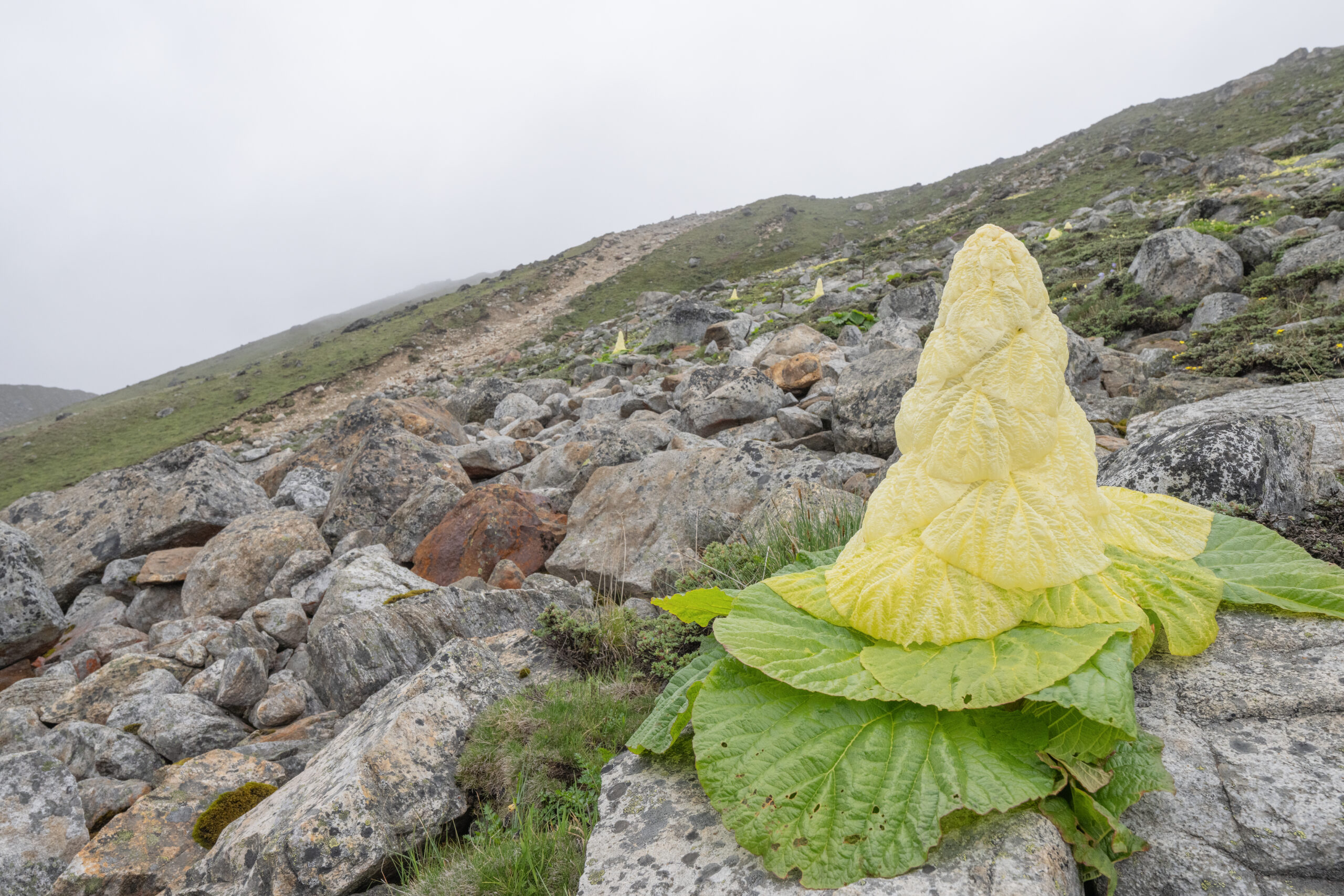 Sikkim Rhubarb (Rheum nobile)