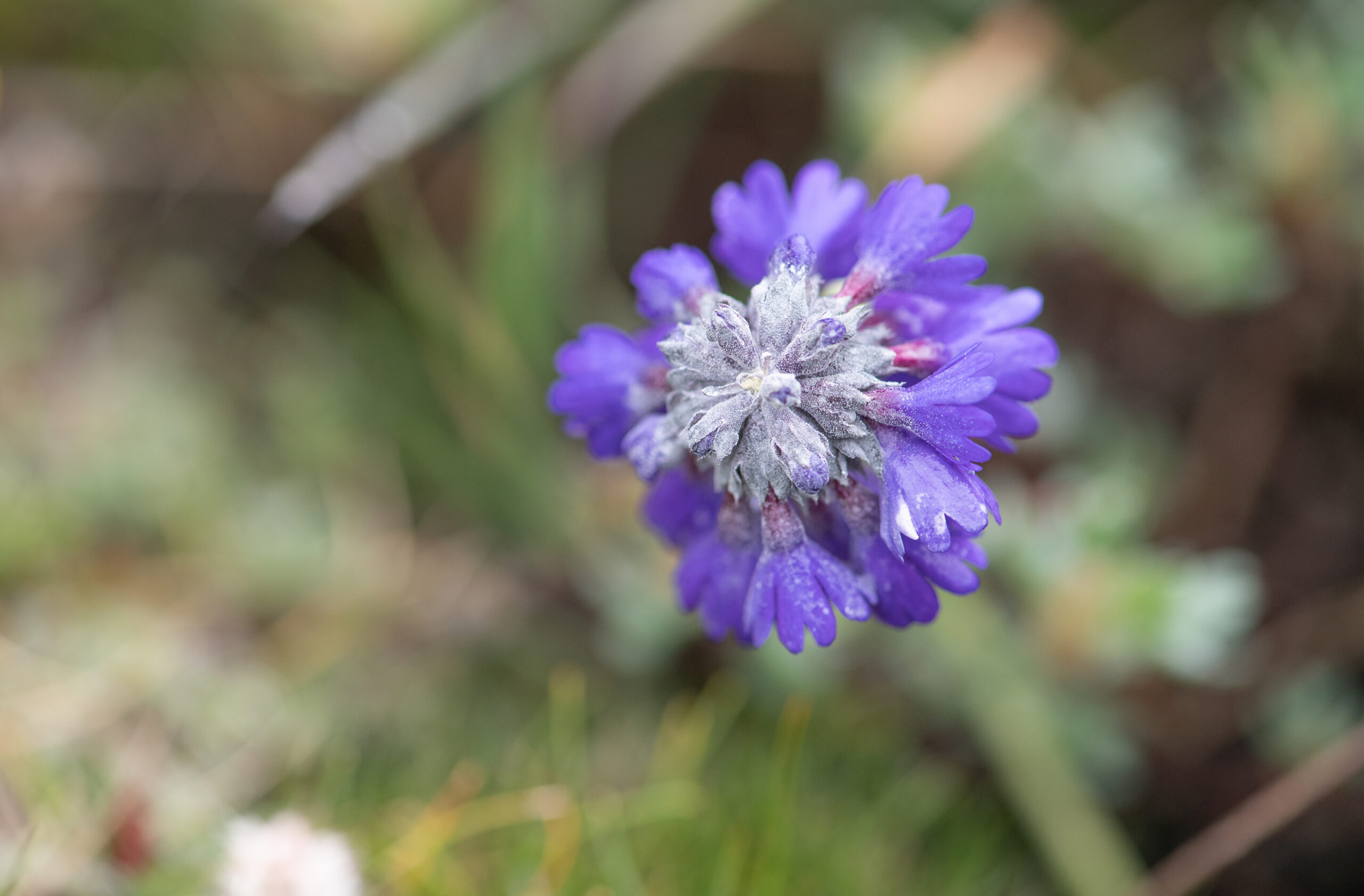 Sikkim plant (Muscarioides)