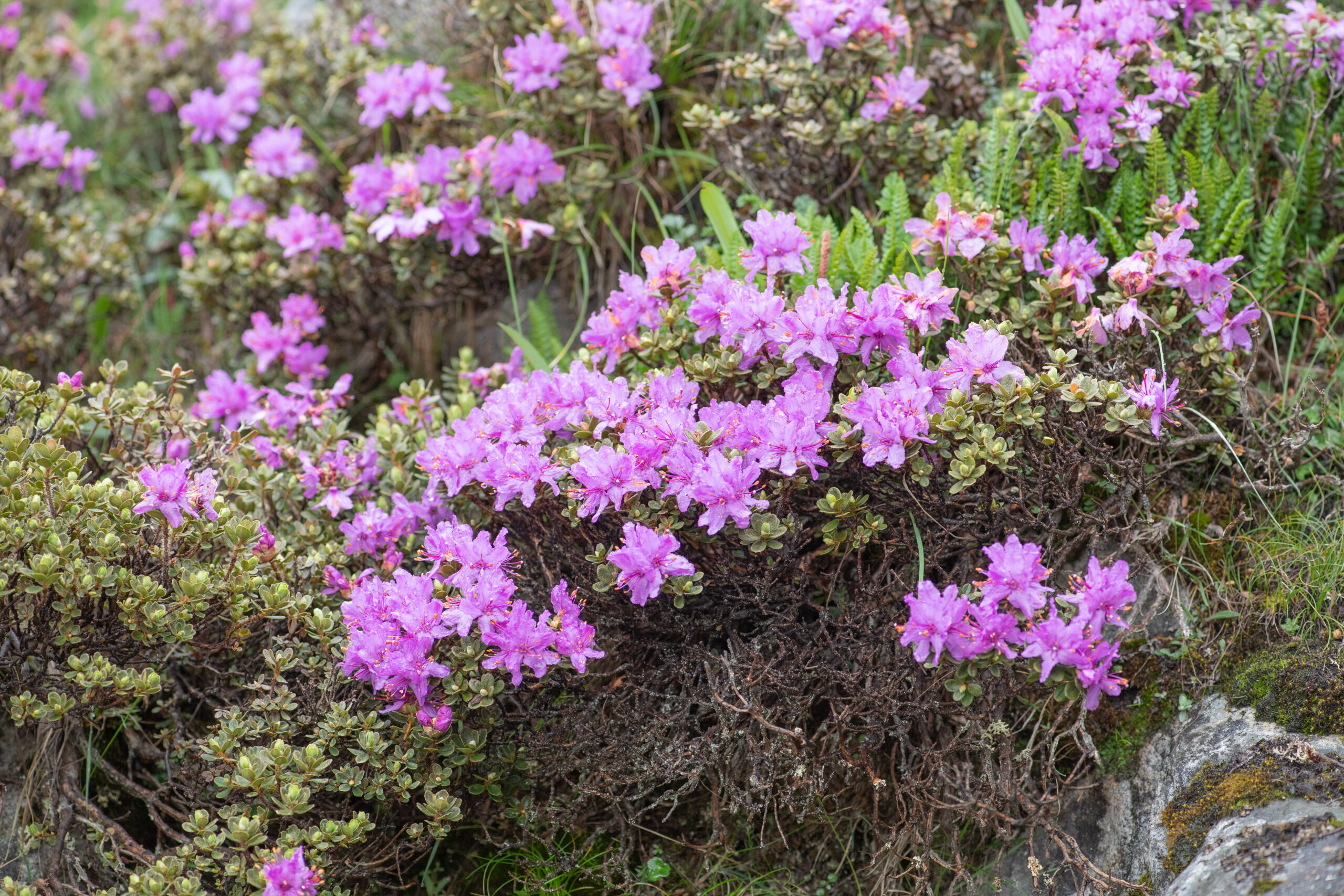 Rhododendron setosum
