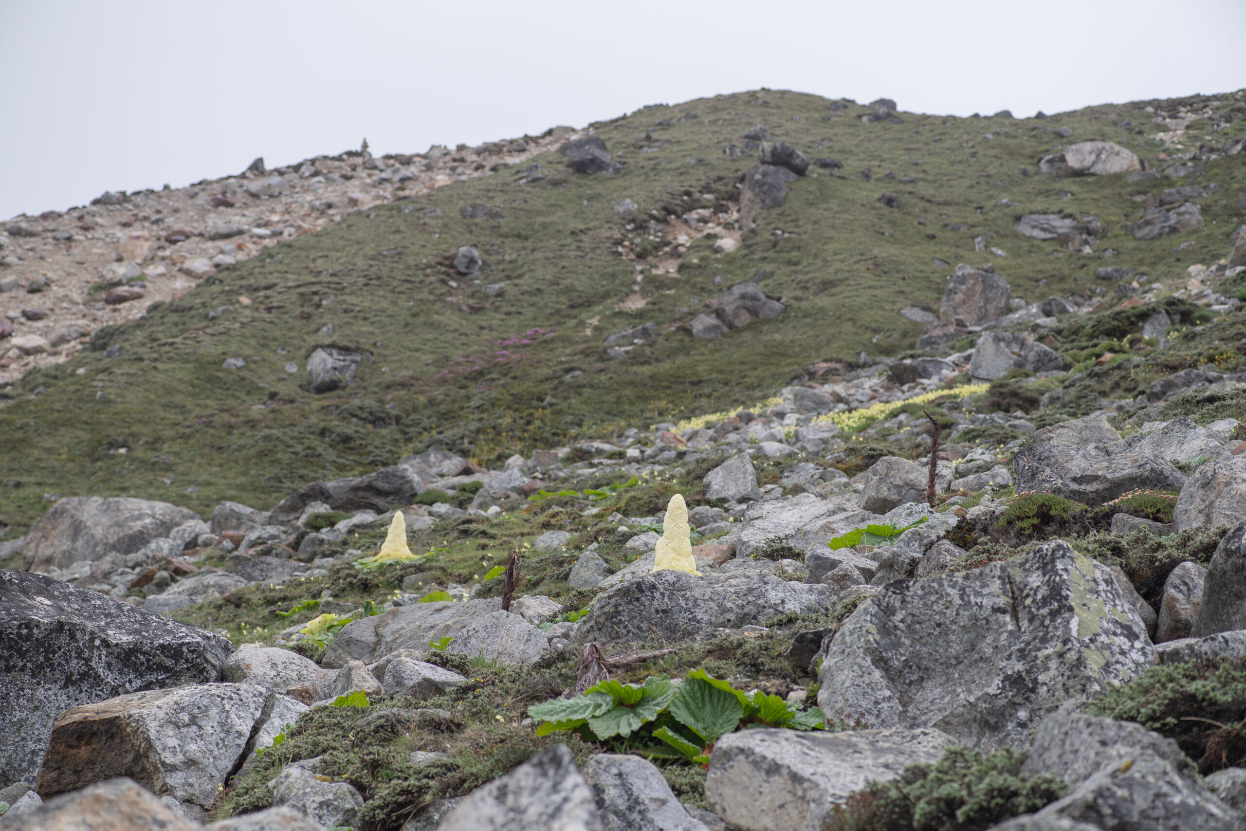 Sikkim Rhubarb (Rheum nobile)