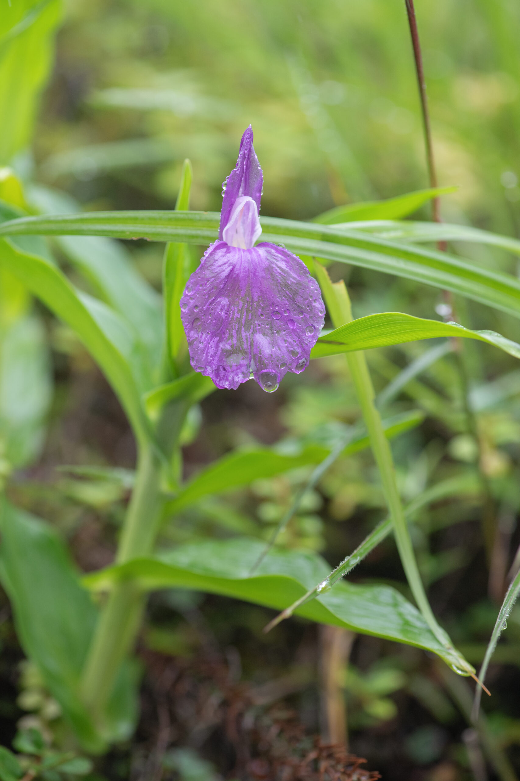 Roscoea auriculata