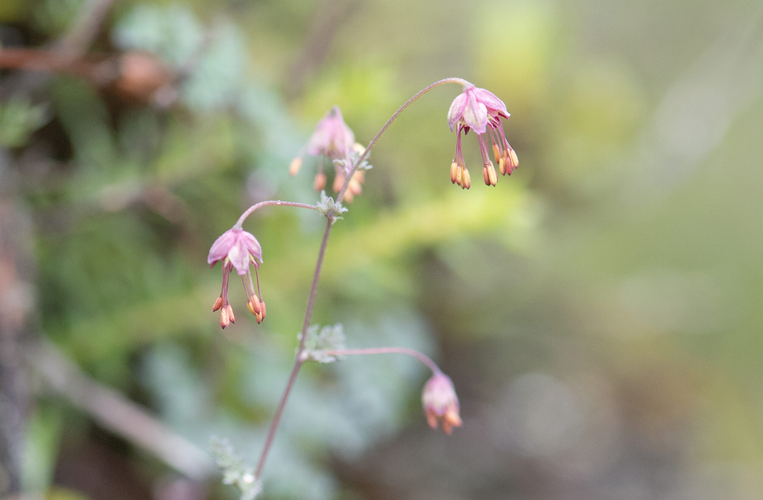 Thalictrum elegans
