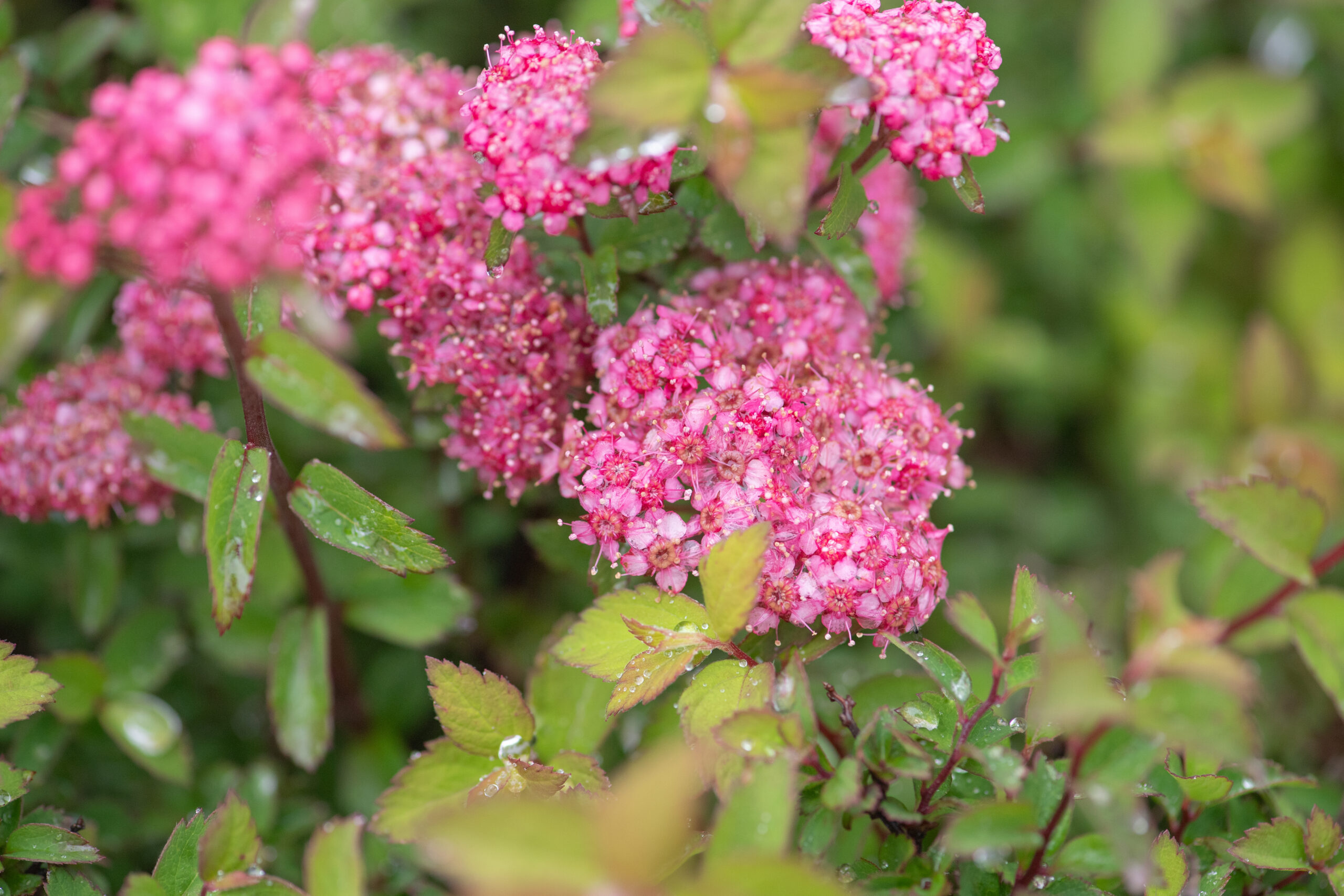 Japanese Spirea (Spiraea japonica)