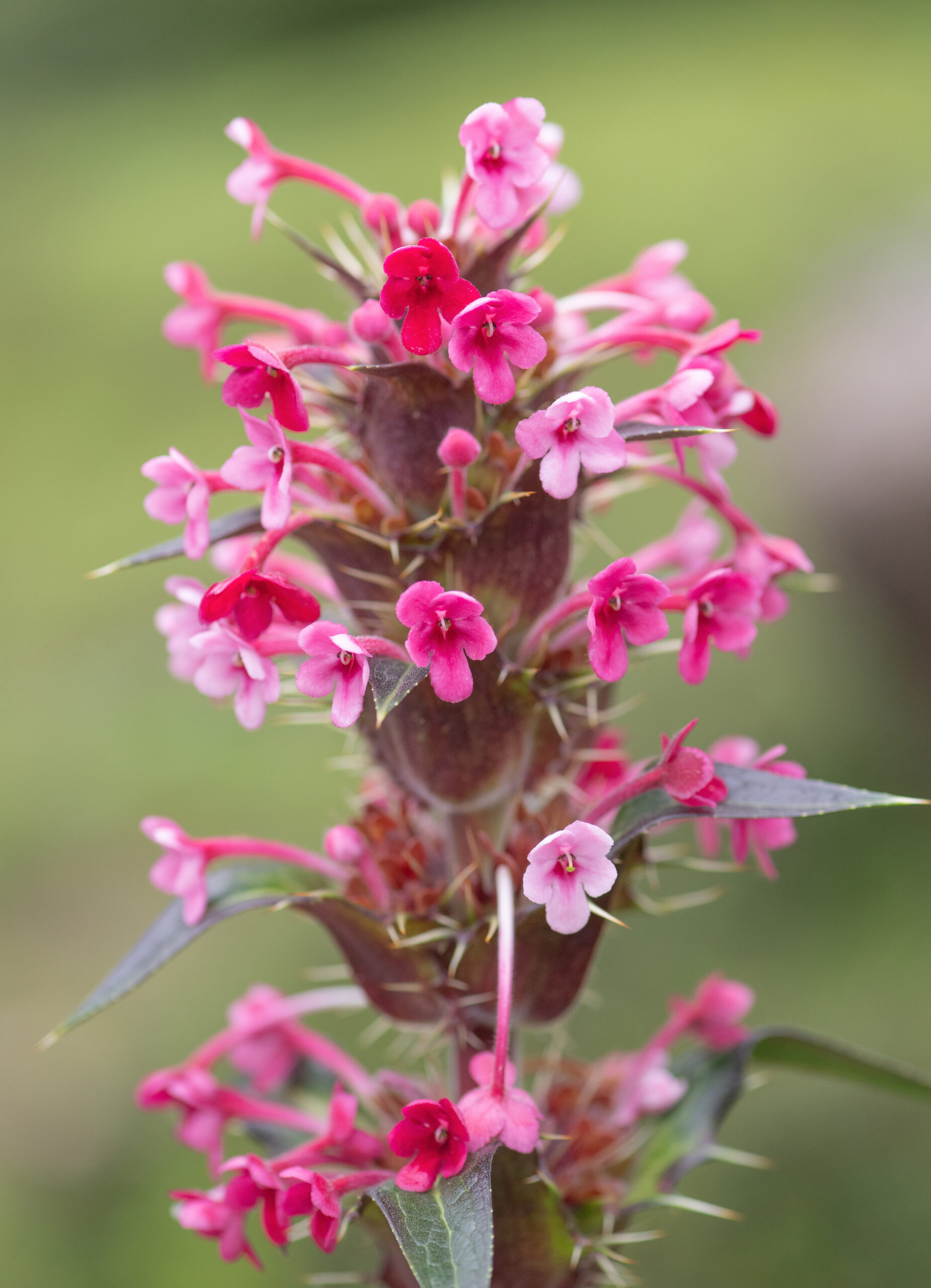 Himalayan Whorlflower (Morina longifolia)