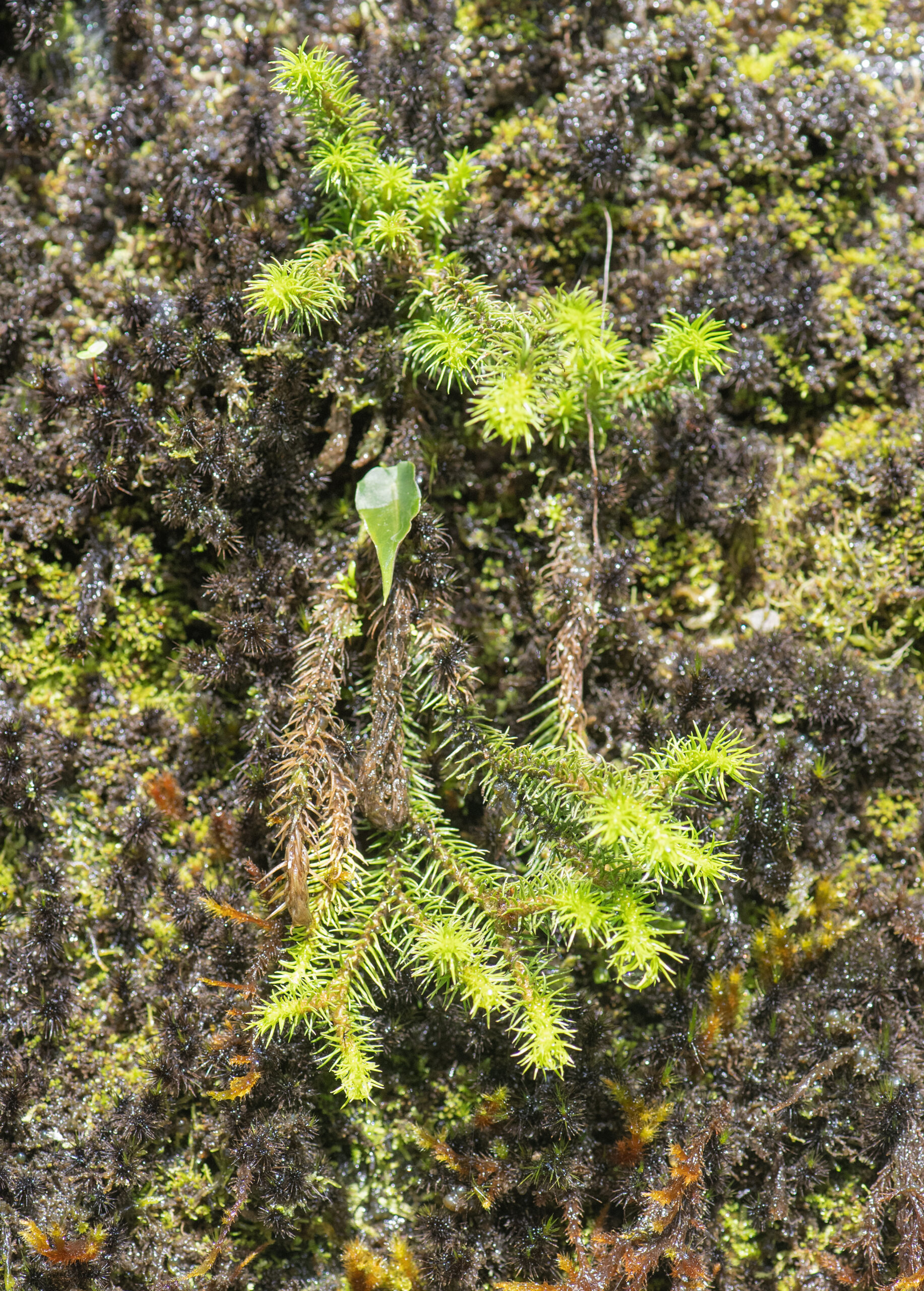 Sikkim plant (Lycopodiaceae)