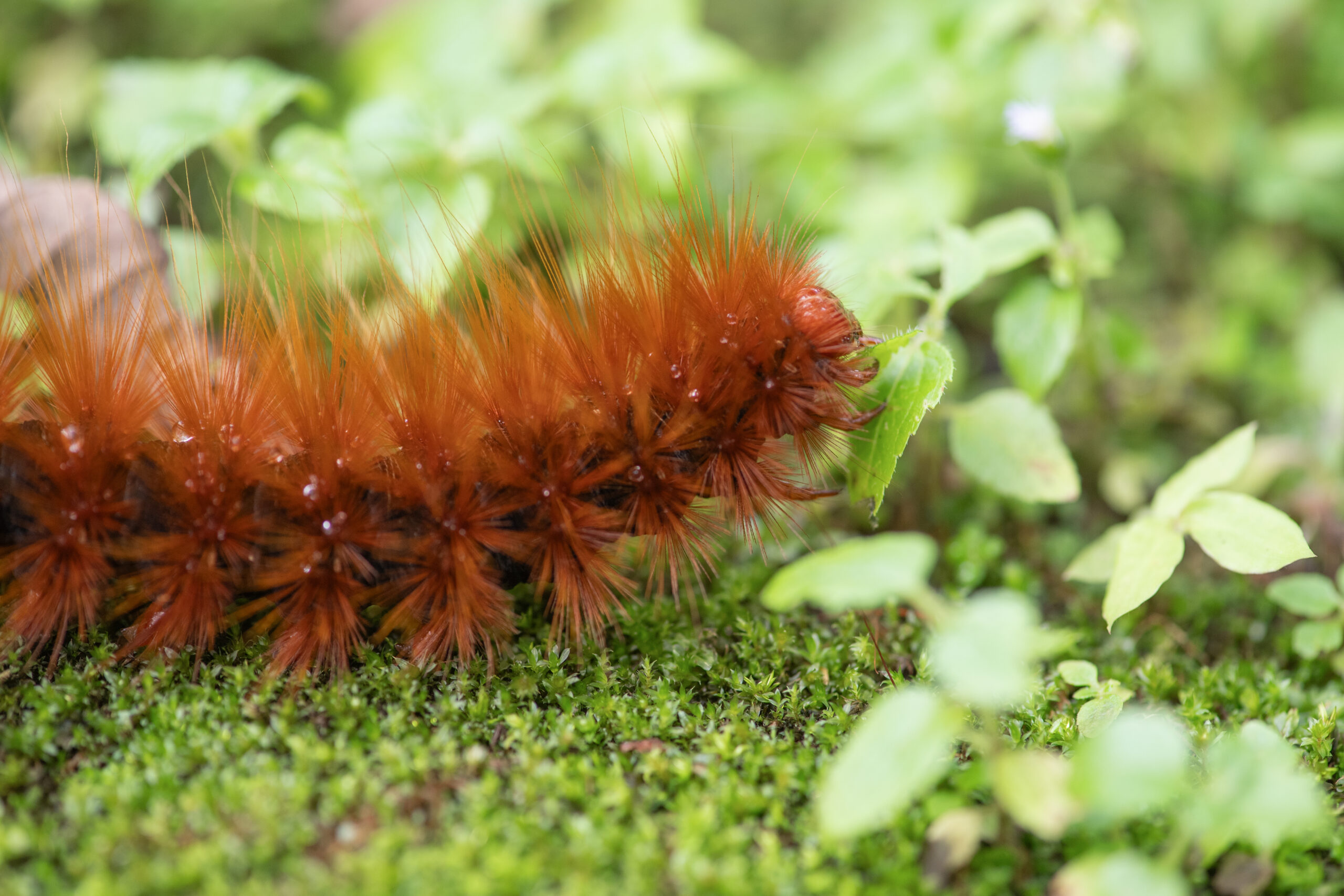 Sikkim caterpillar