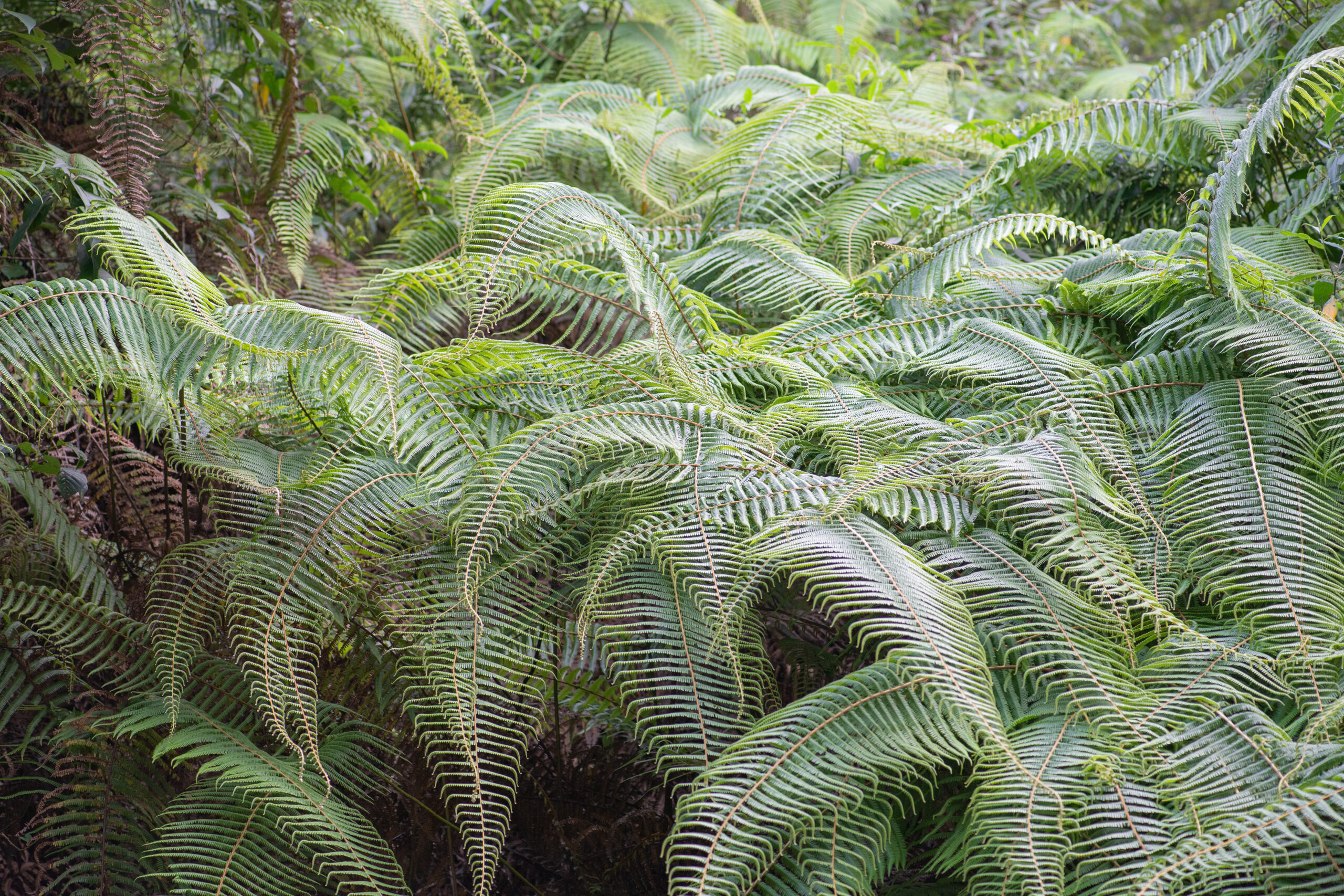 Diplopterygium giganteum