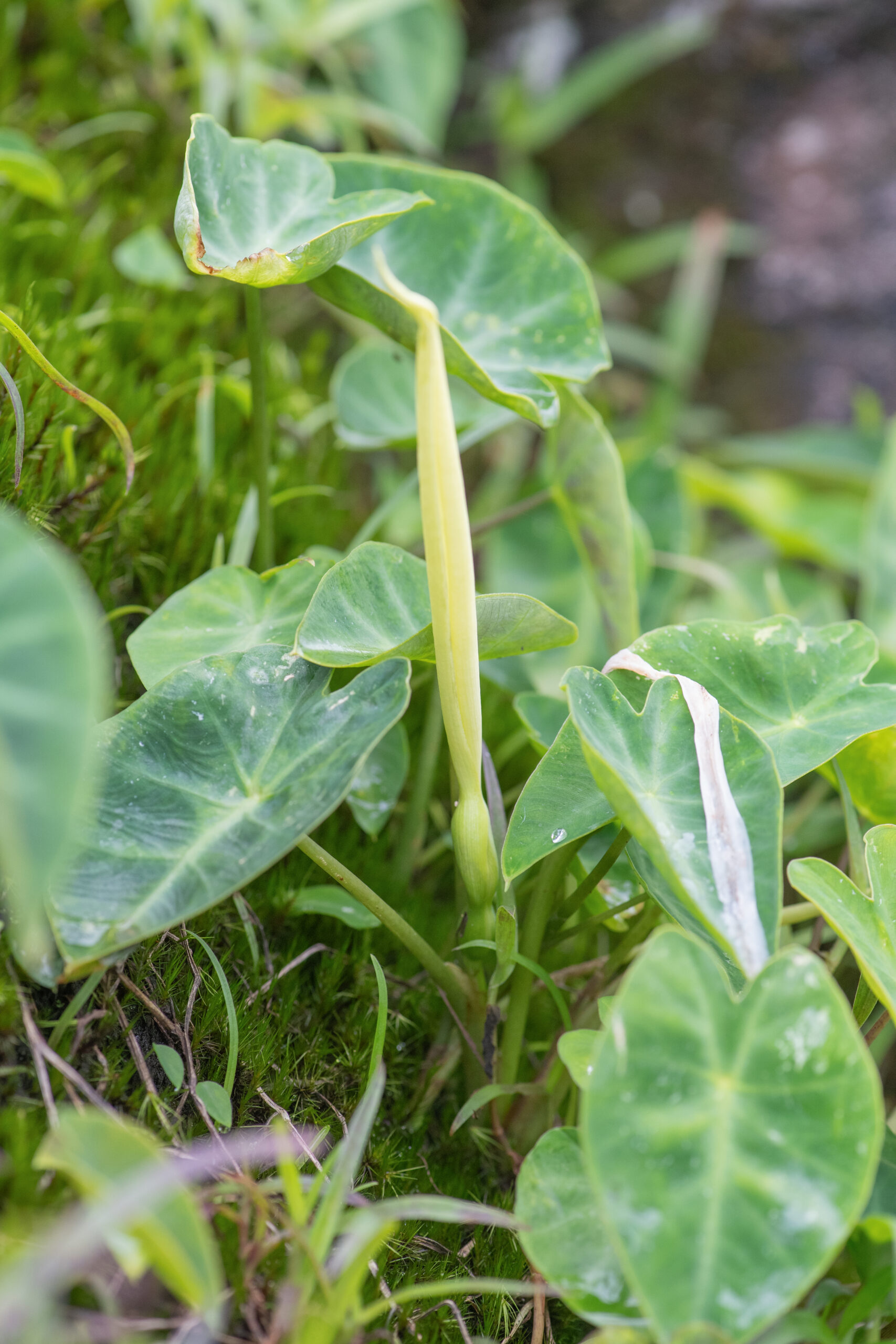 Remusatia pumila